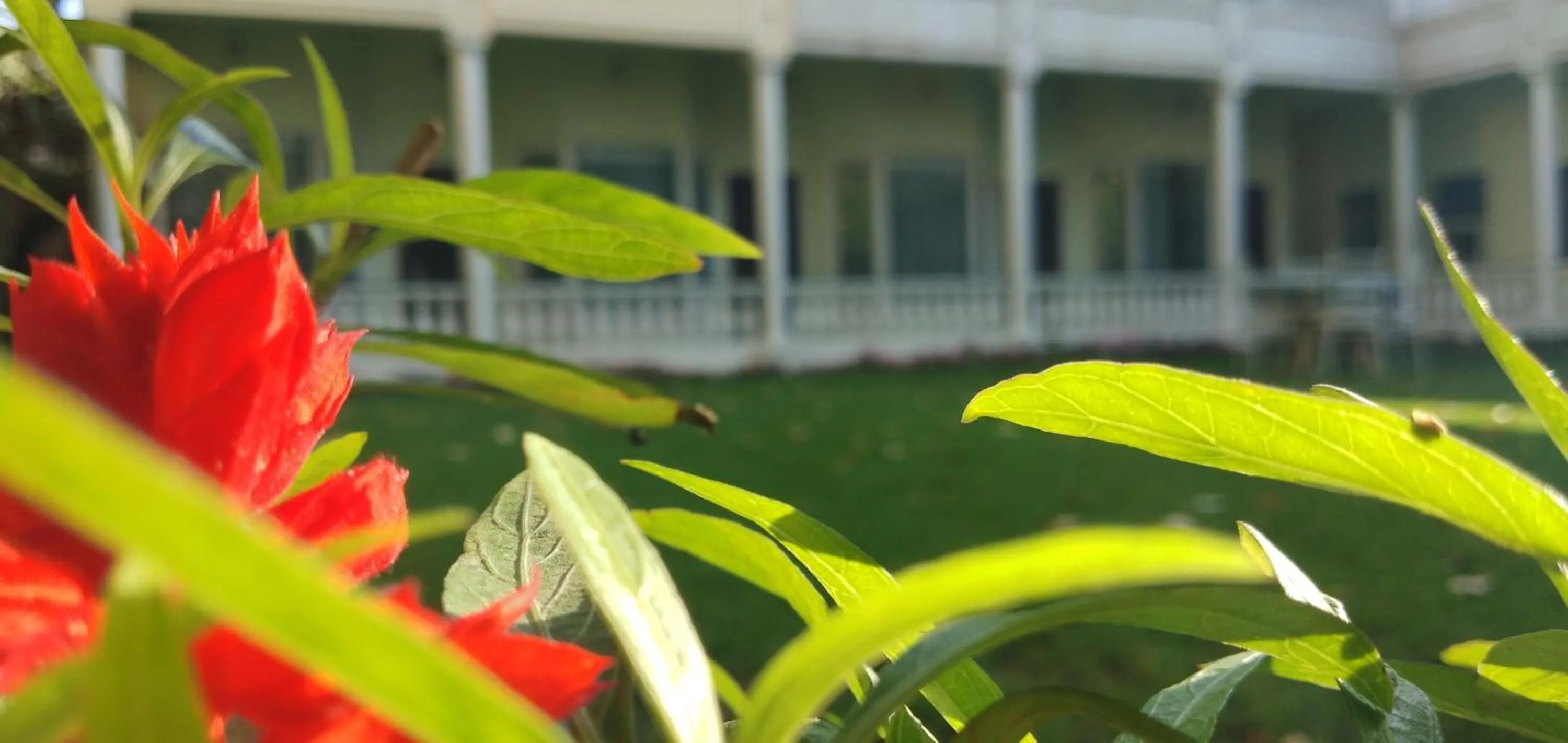 Spring in Hotel Jai Niwas