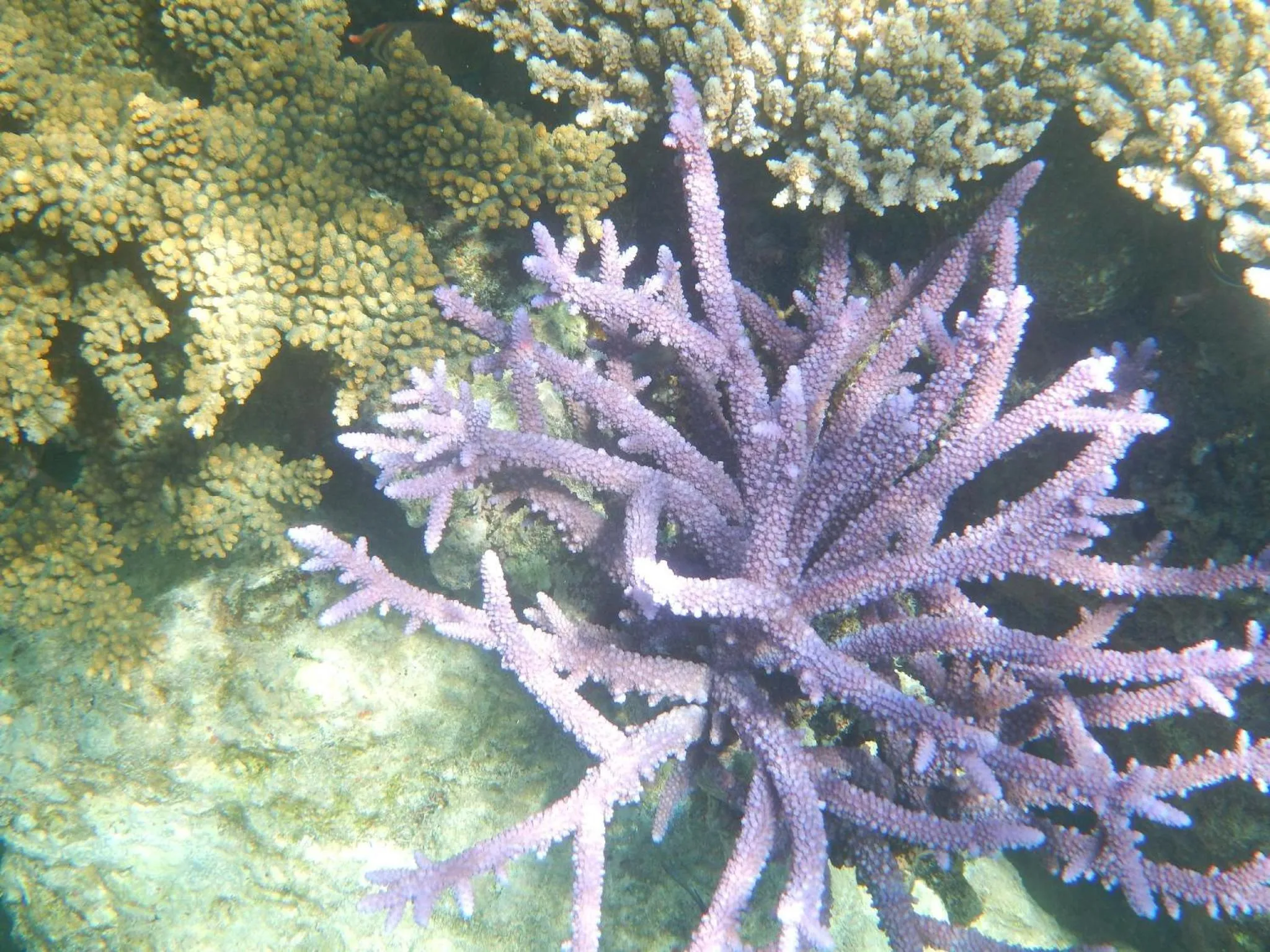 Diving in Sablayan Gustav's Place Silver Beach Dive Resort