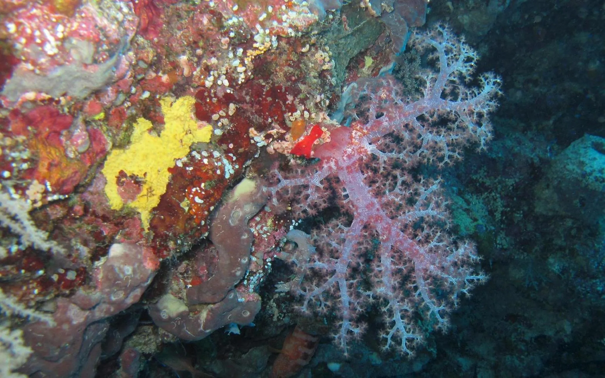 Diving in Sablayan Gustav's Place Silver Beach Dive Resort