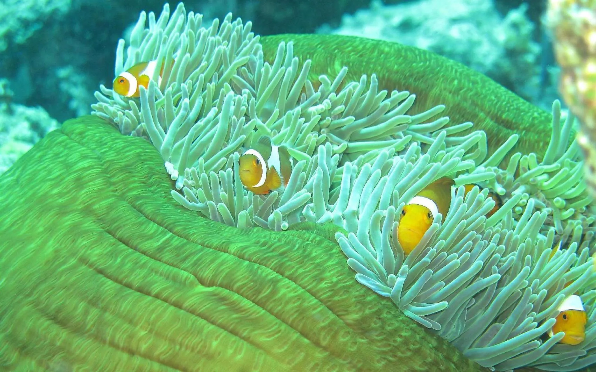 Diving in Sablayan Gustav's Place Silver Beach Dive Resort