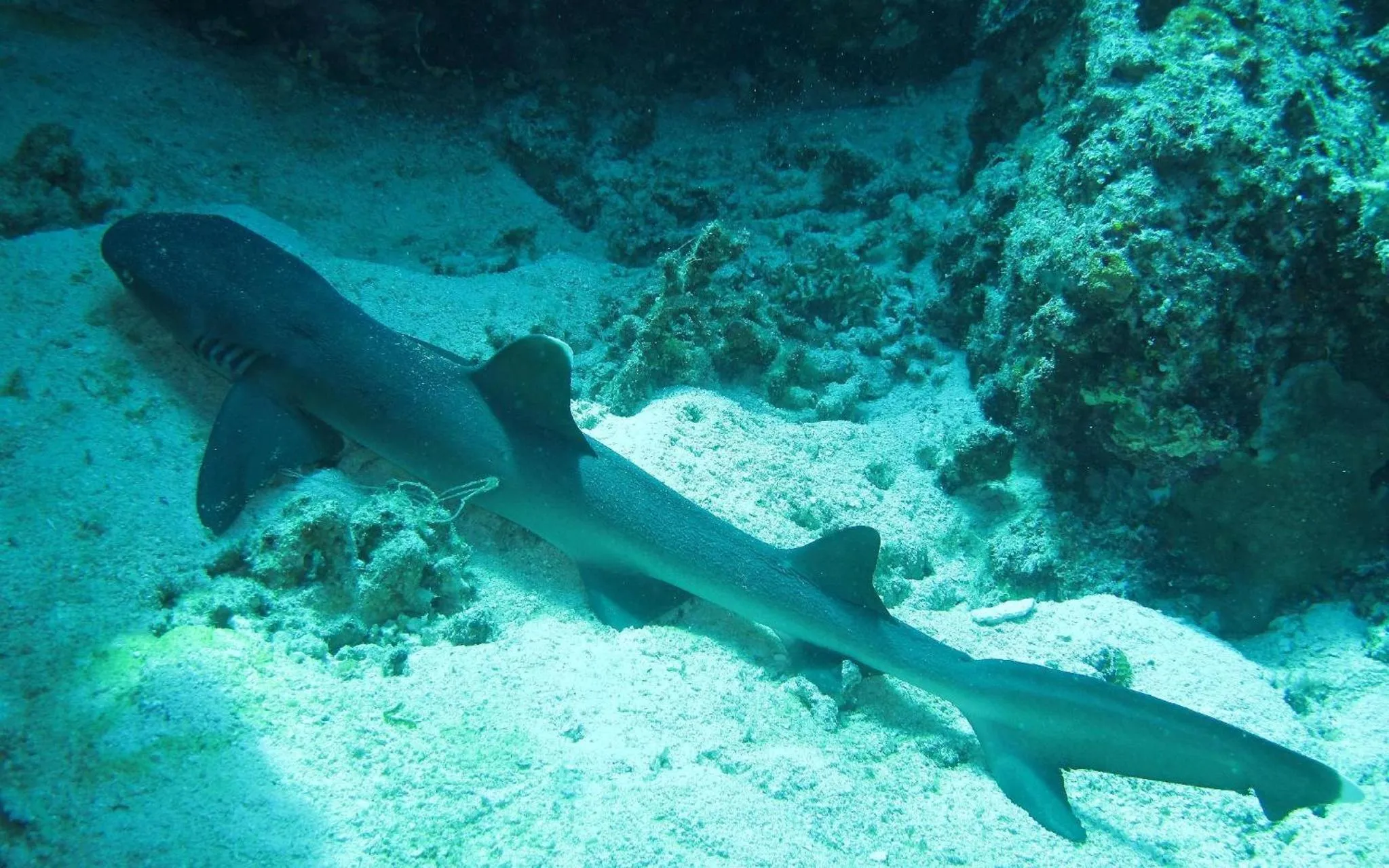 Diving in Sablayan Gustav's Place Silver Beach Dive Resort