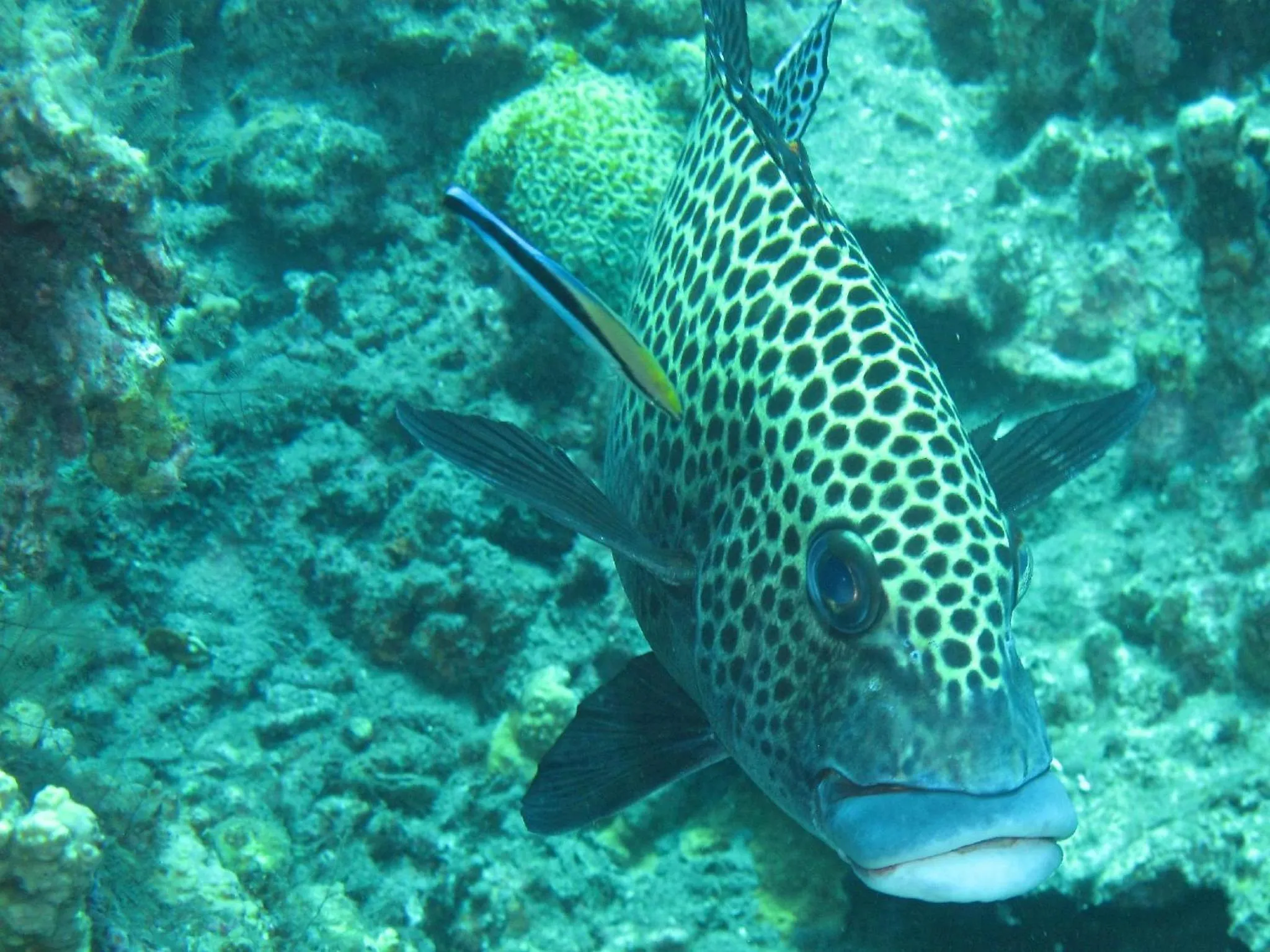 Diving in Sablayan Gustav's Place Silver Beach Dive Resort