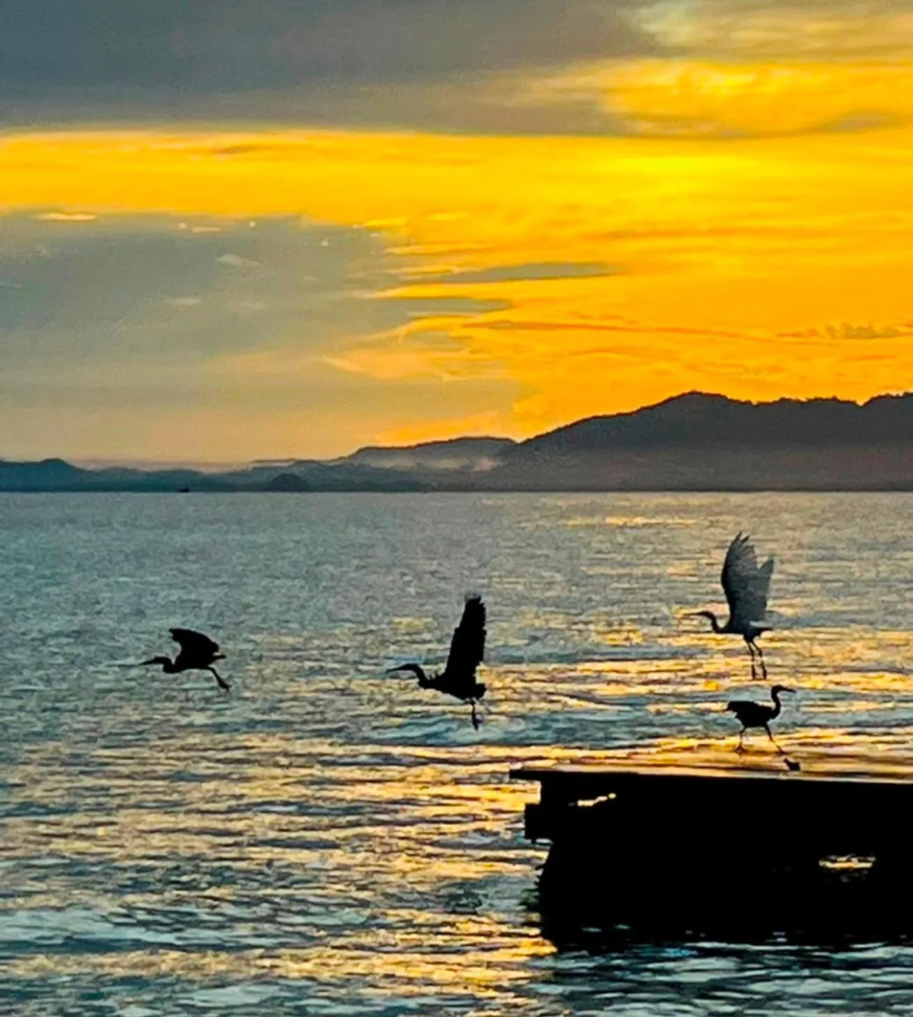 Animals in Thapwarin Resort - Green Hotel