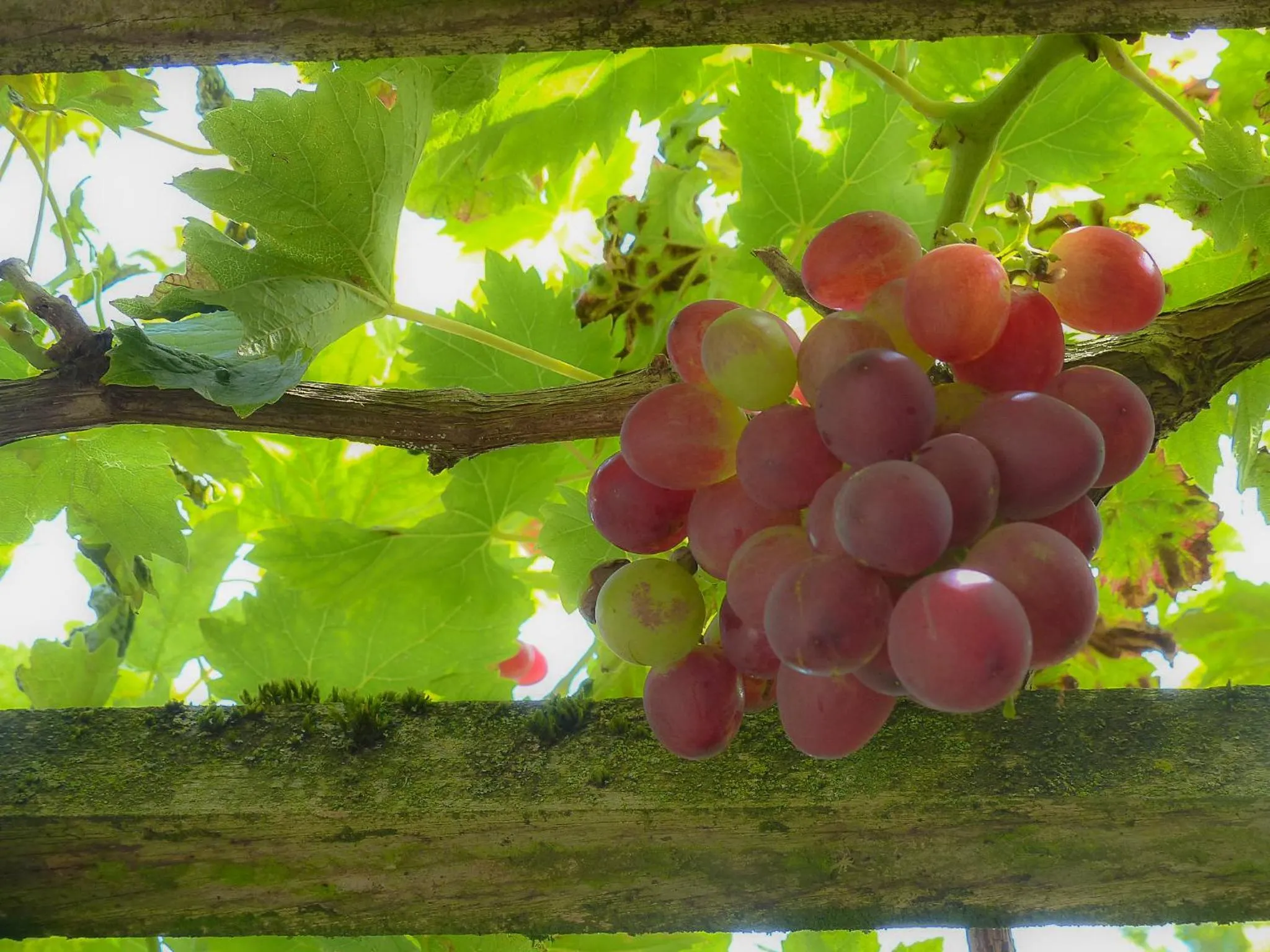 Garden view in B&B E48