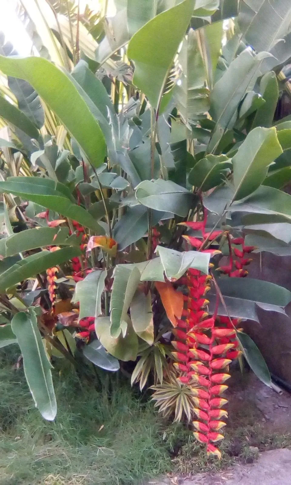 Garden in Sun & Moon Good View Villa