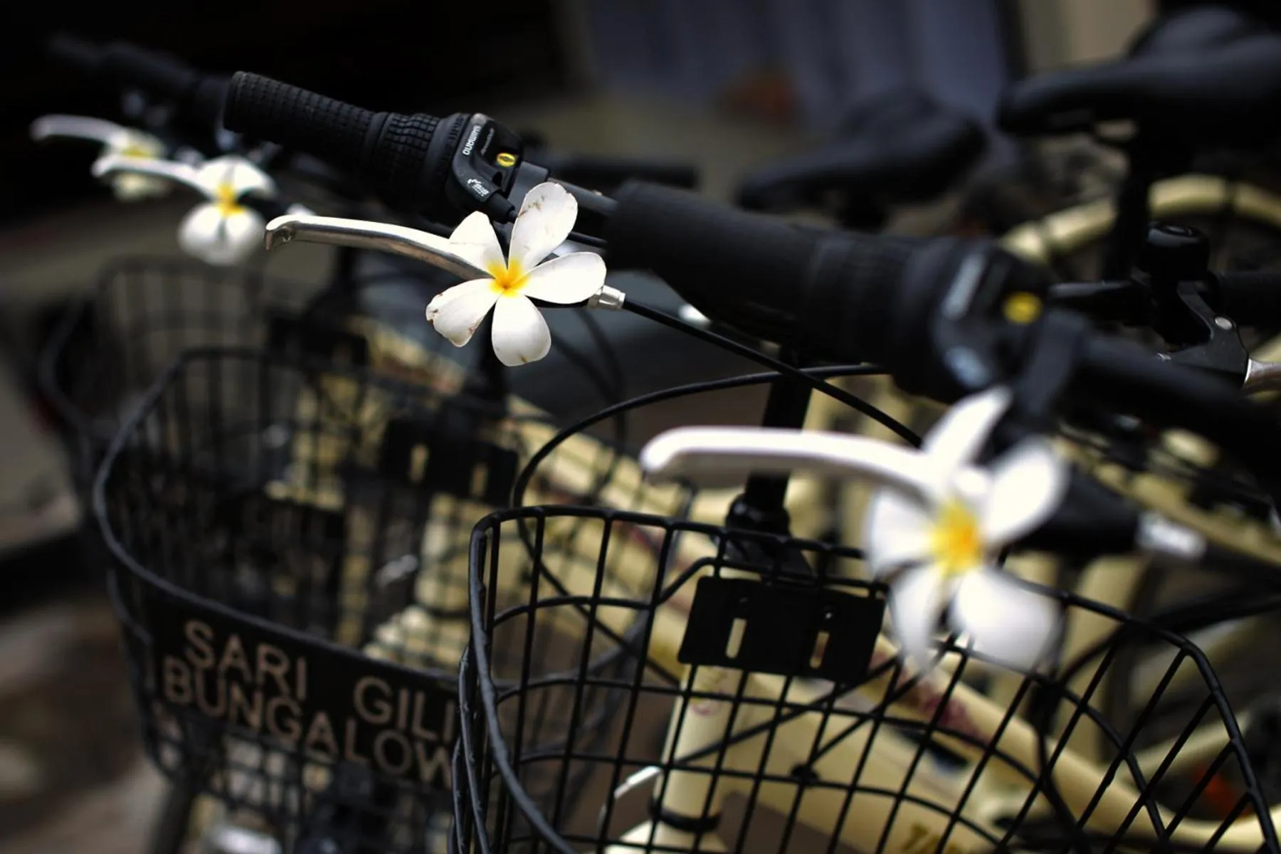 Cycling in Sari Gili Bungalow