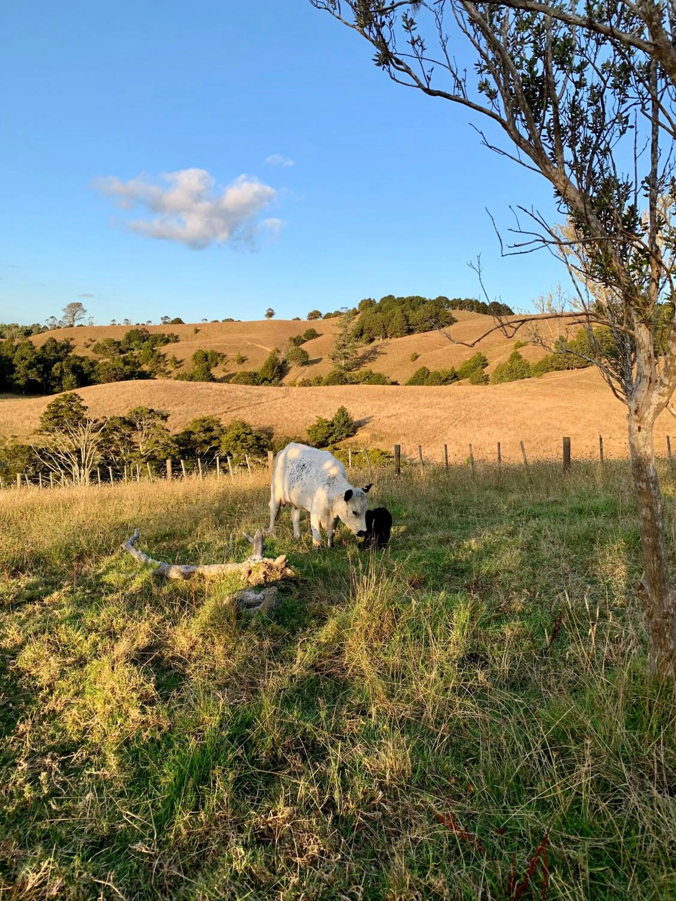Animals in Tracy's Boutique B&B Farmstay