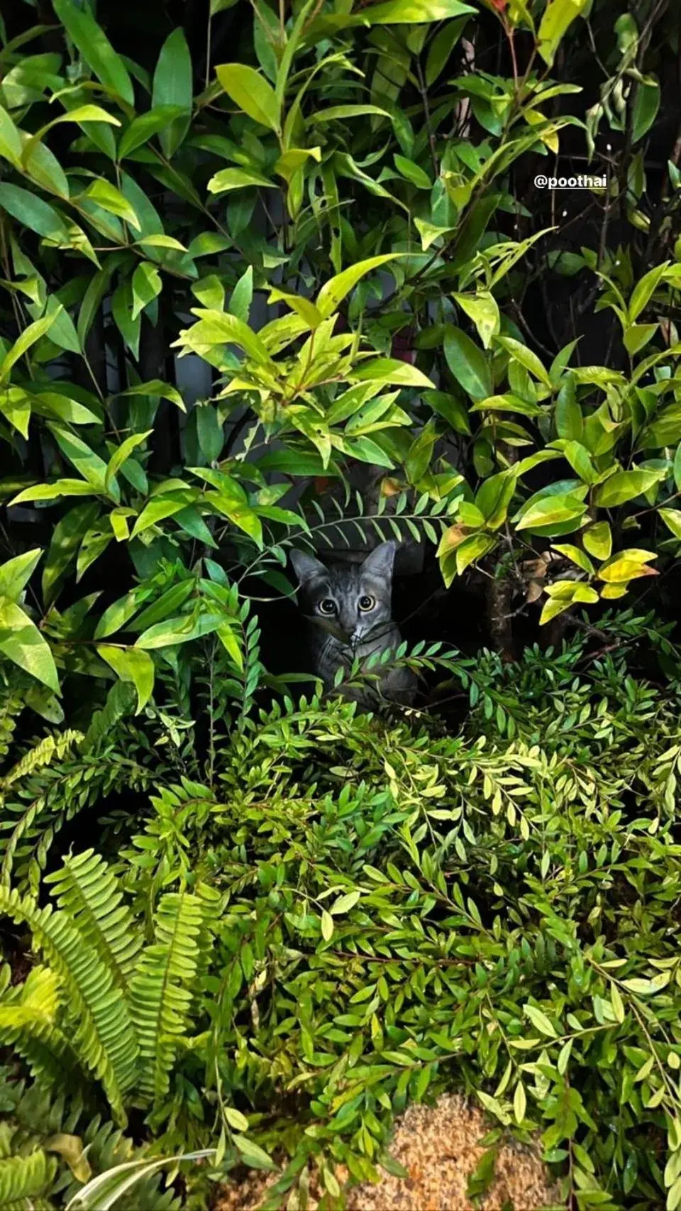 The PARK Society The PARK Society