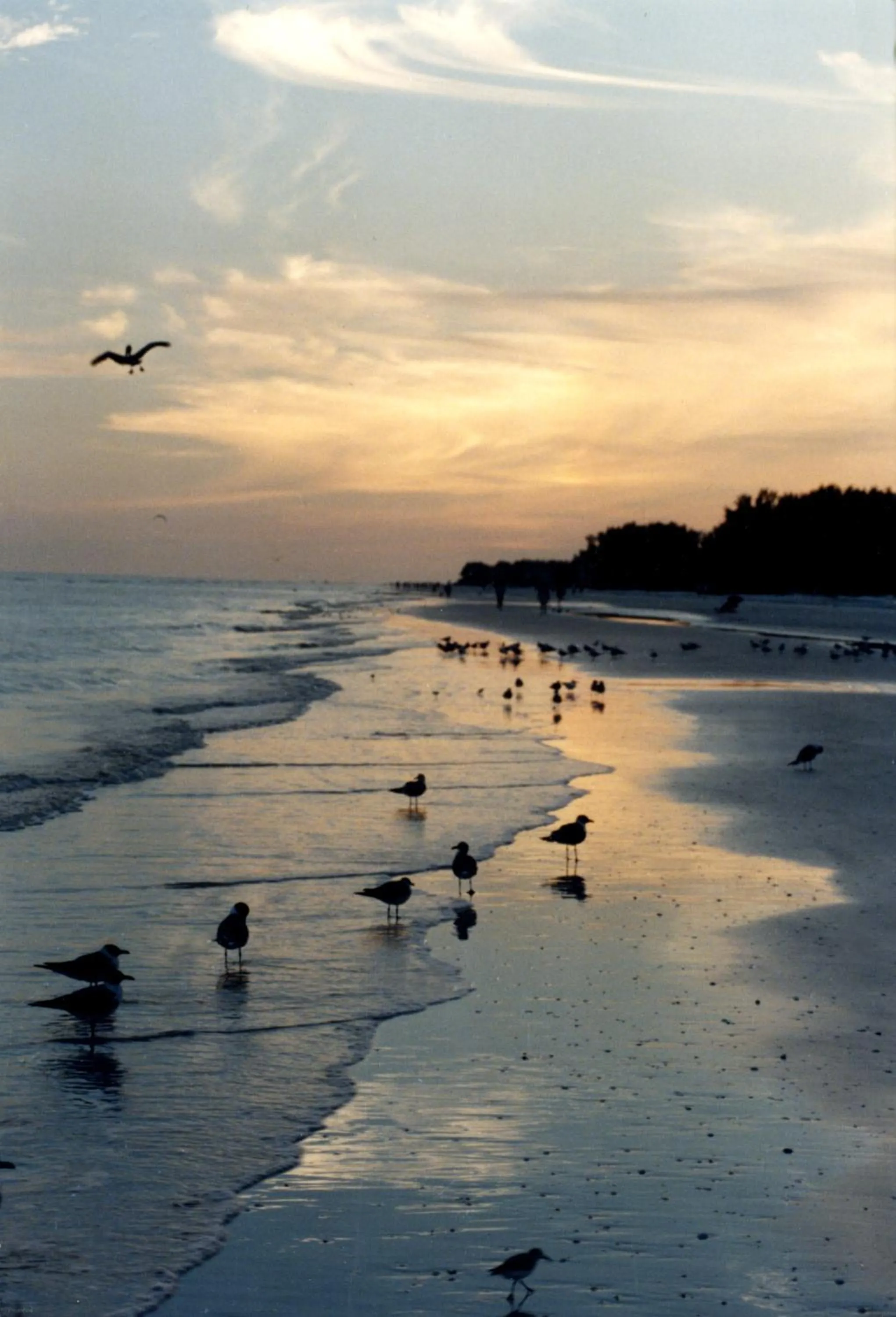 Beach in Sanibel Moorings Resort