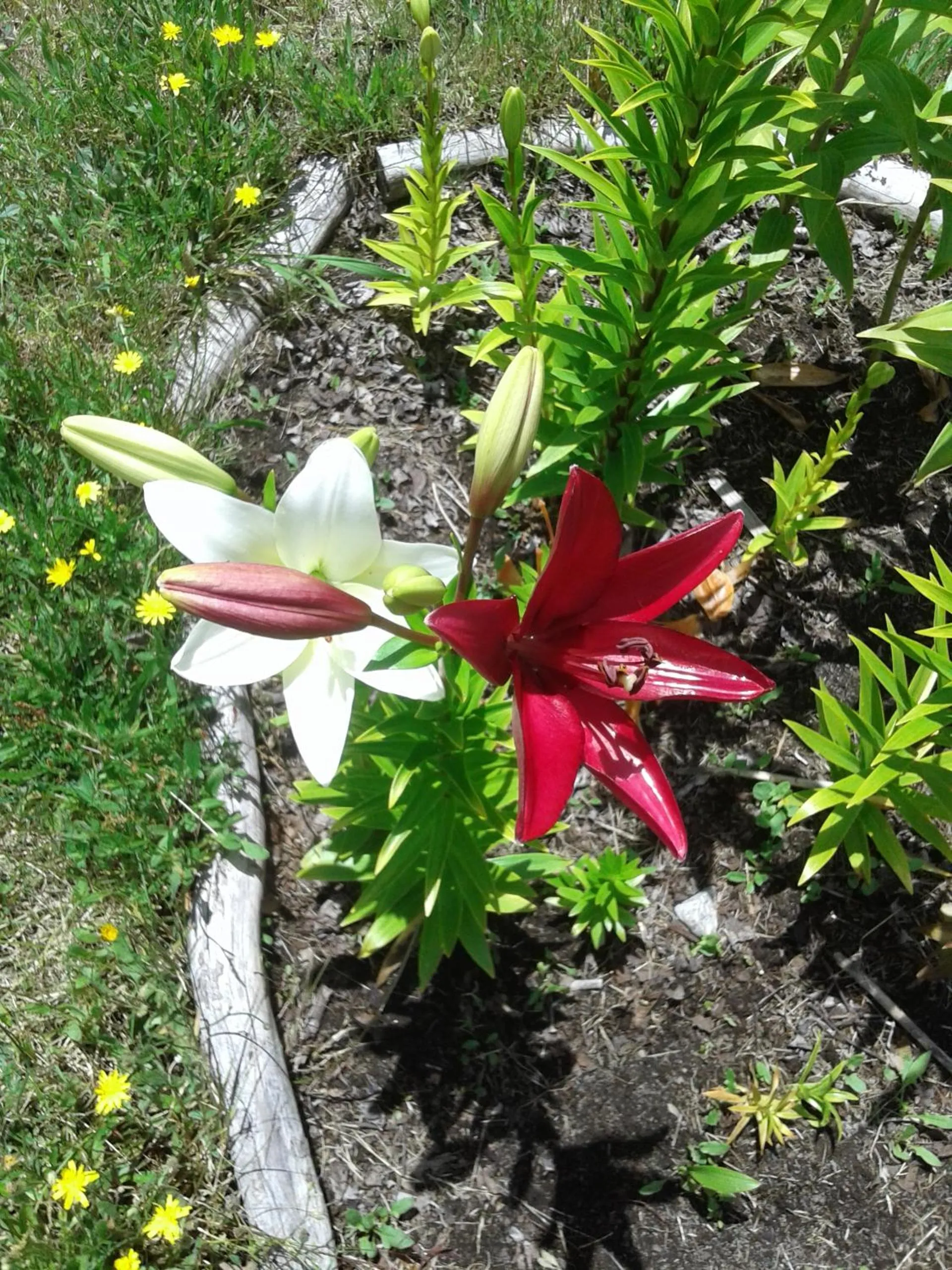 Cabaña Camino al Volcán