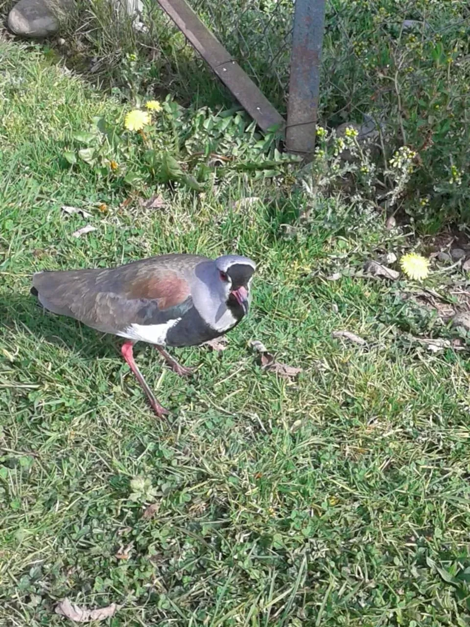 Animals in Cabaña Camino al Volcán