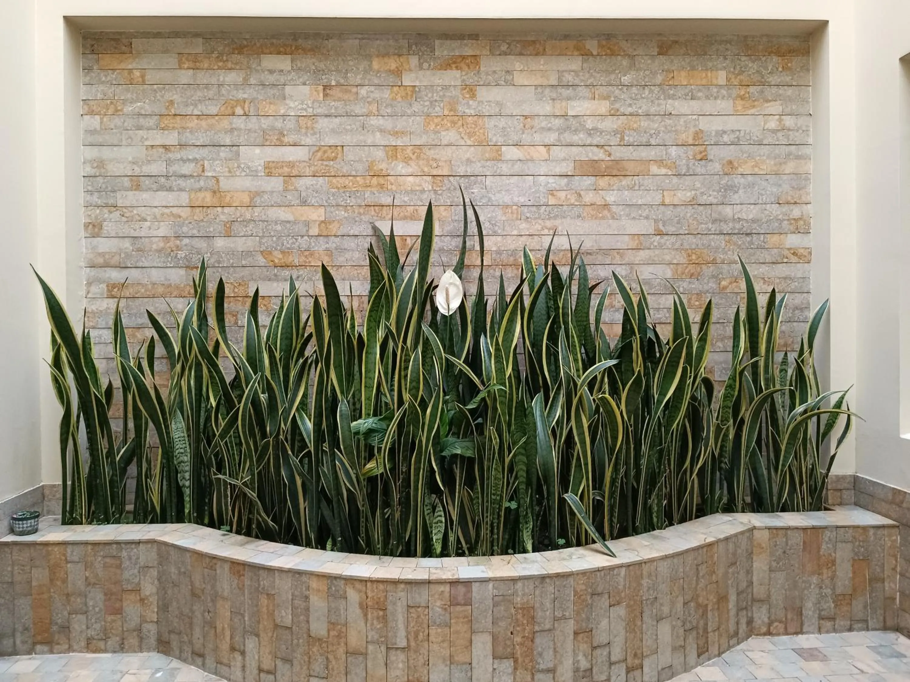 Garden in Hotel Boutique Confort Suites