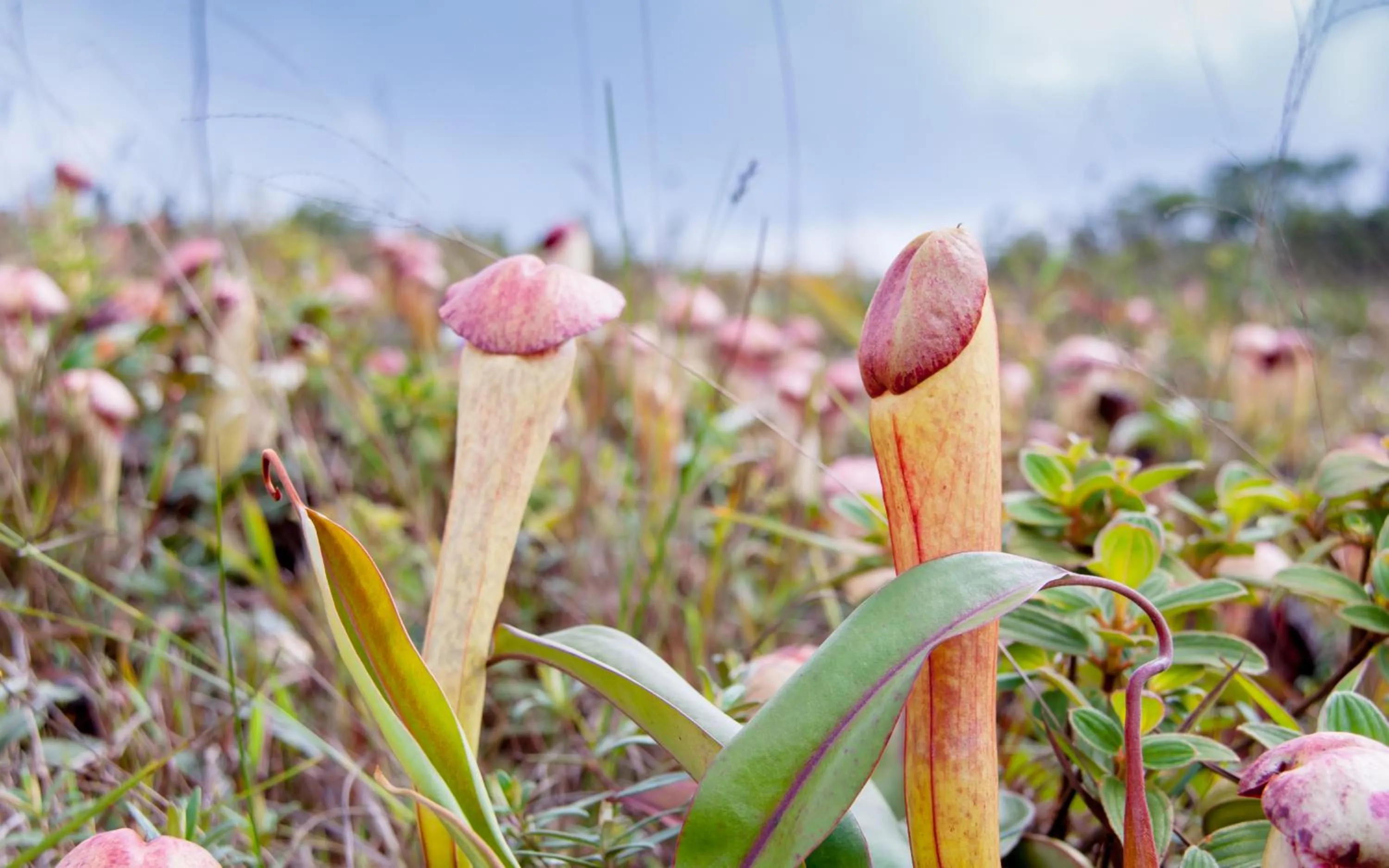 Garden view in Le Bokor Palace