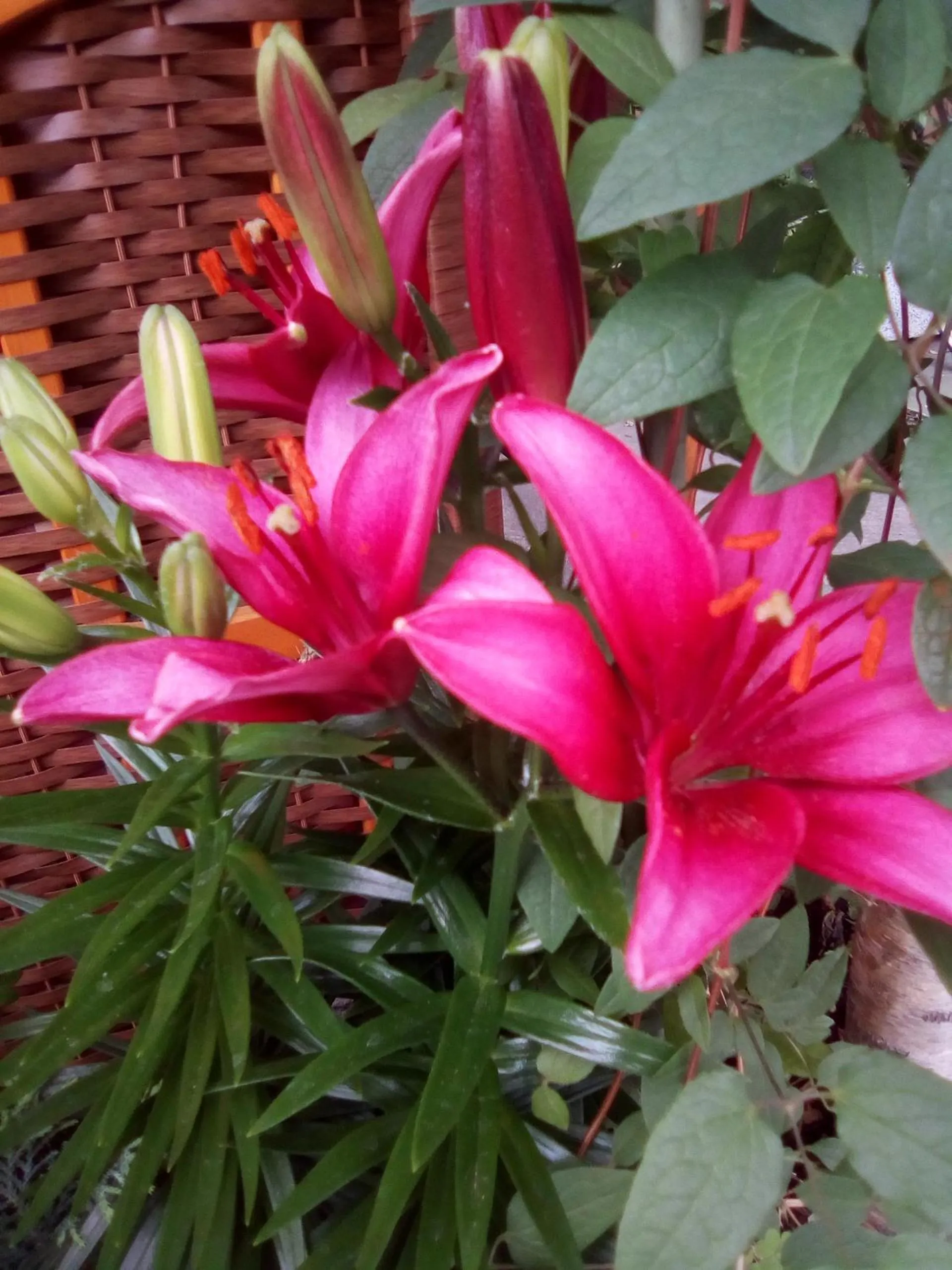 Spring in Albergo Meublè Stelvio