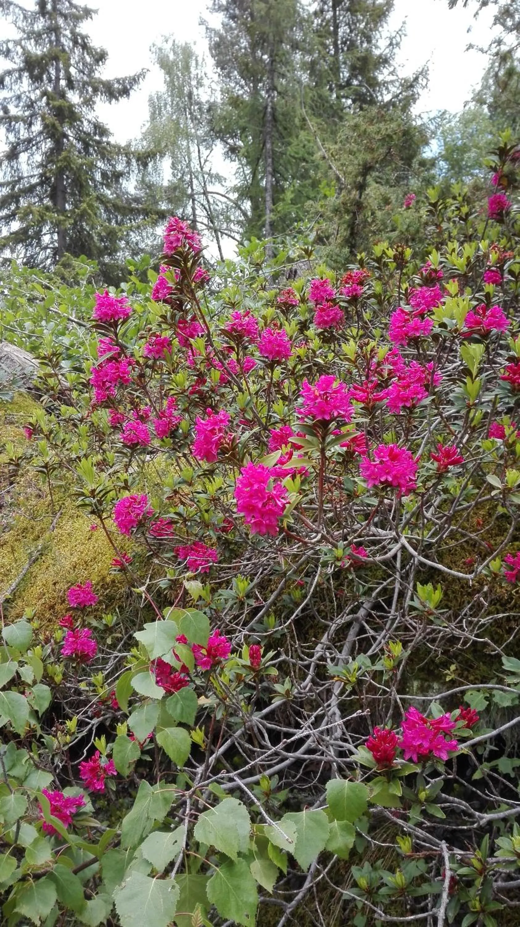 Spring in Albergo Meublè Stelvio