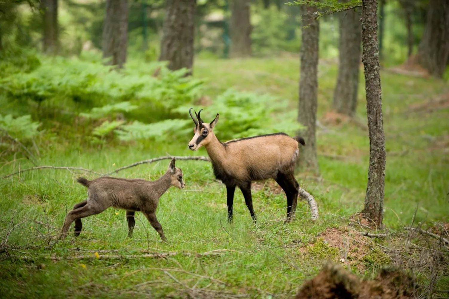Animals in Albergo Meublè Stelvio