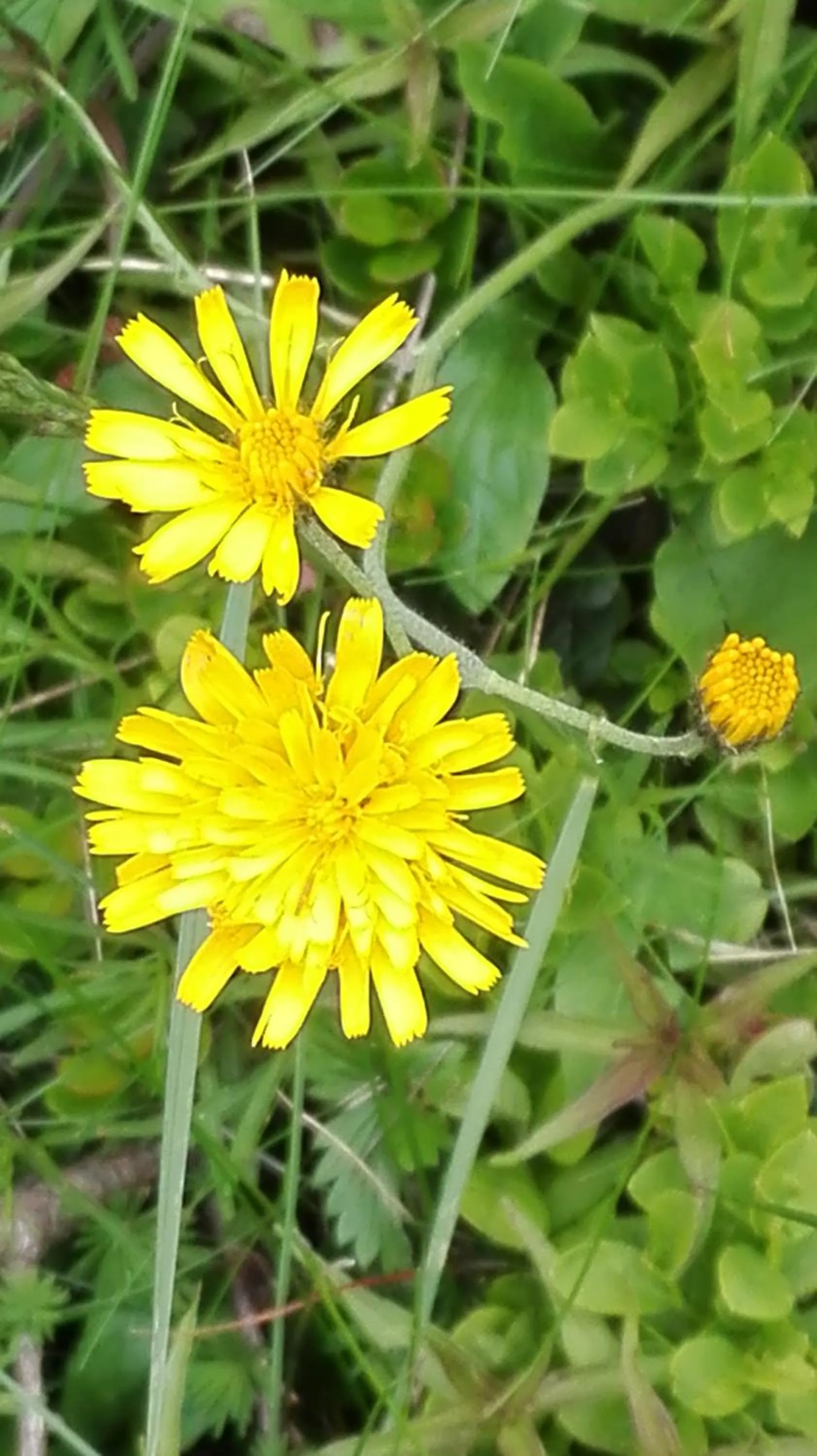 Spring in Albergo Meublè Stelvio