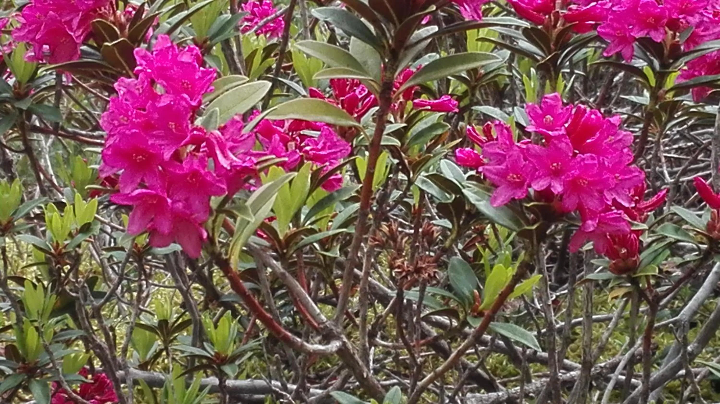 Spring in Albergo Meublè Stelvio