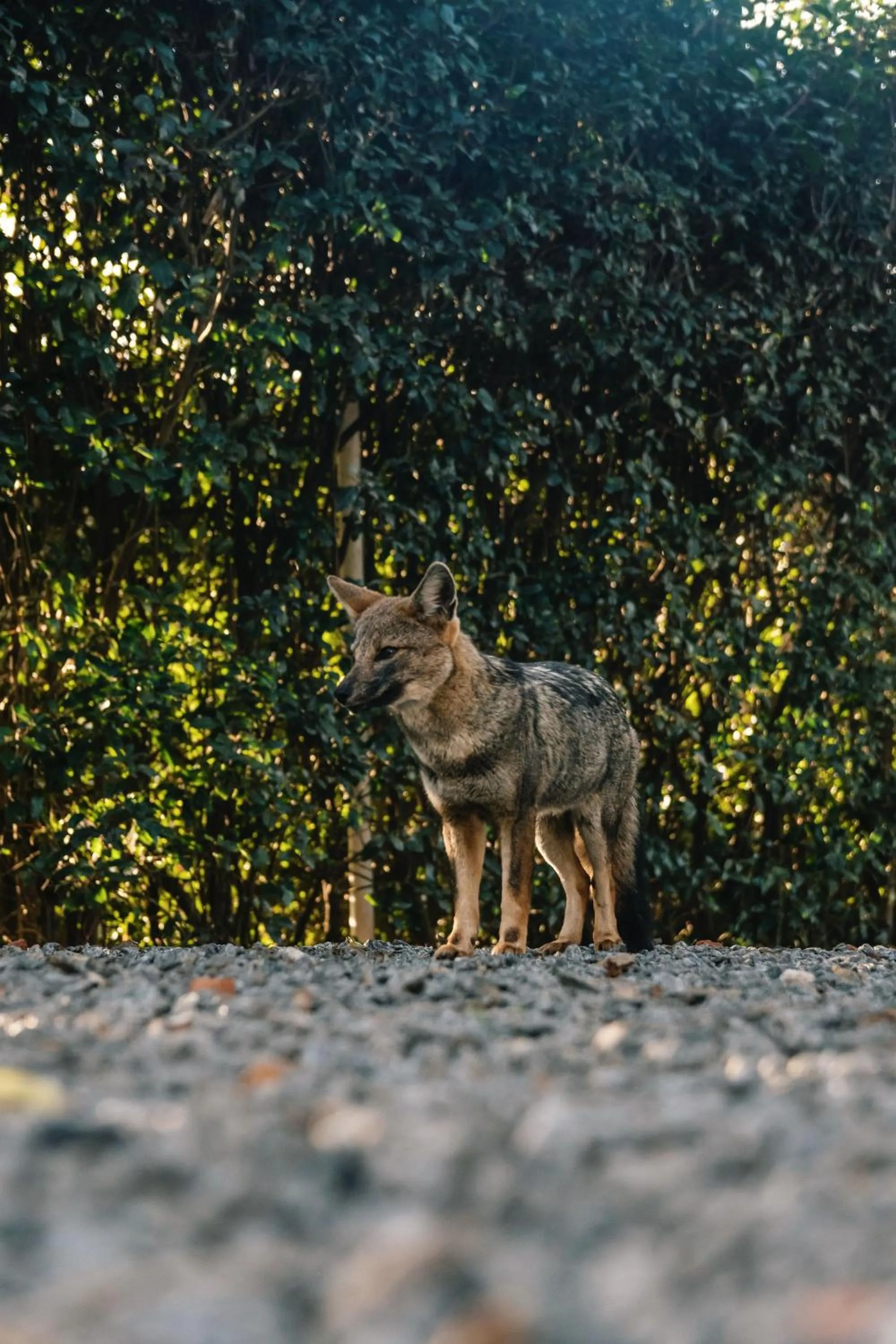 Animals in Hostería & Spa De La Cascada