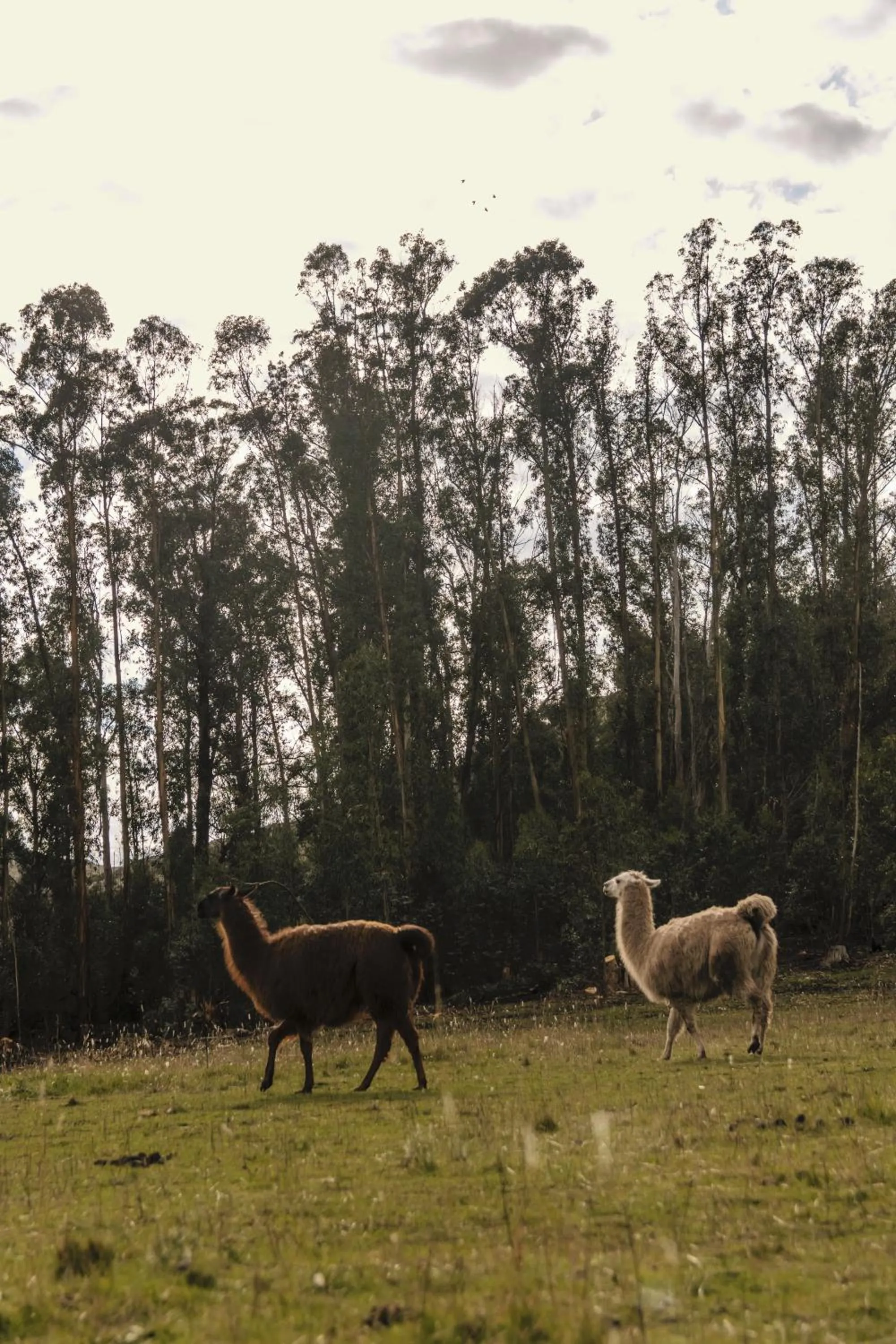 Animals in Hostería & Spa De La Cascada