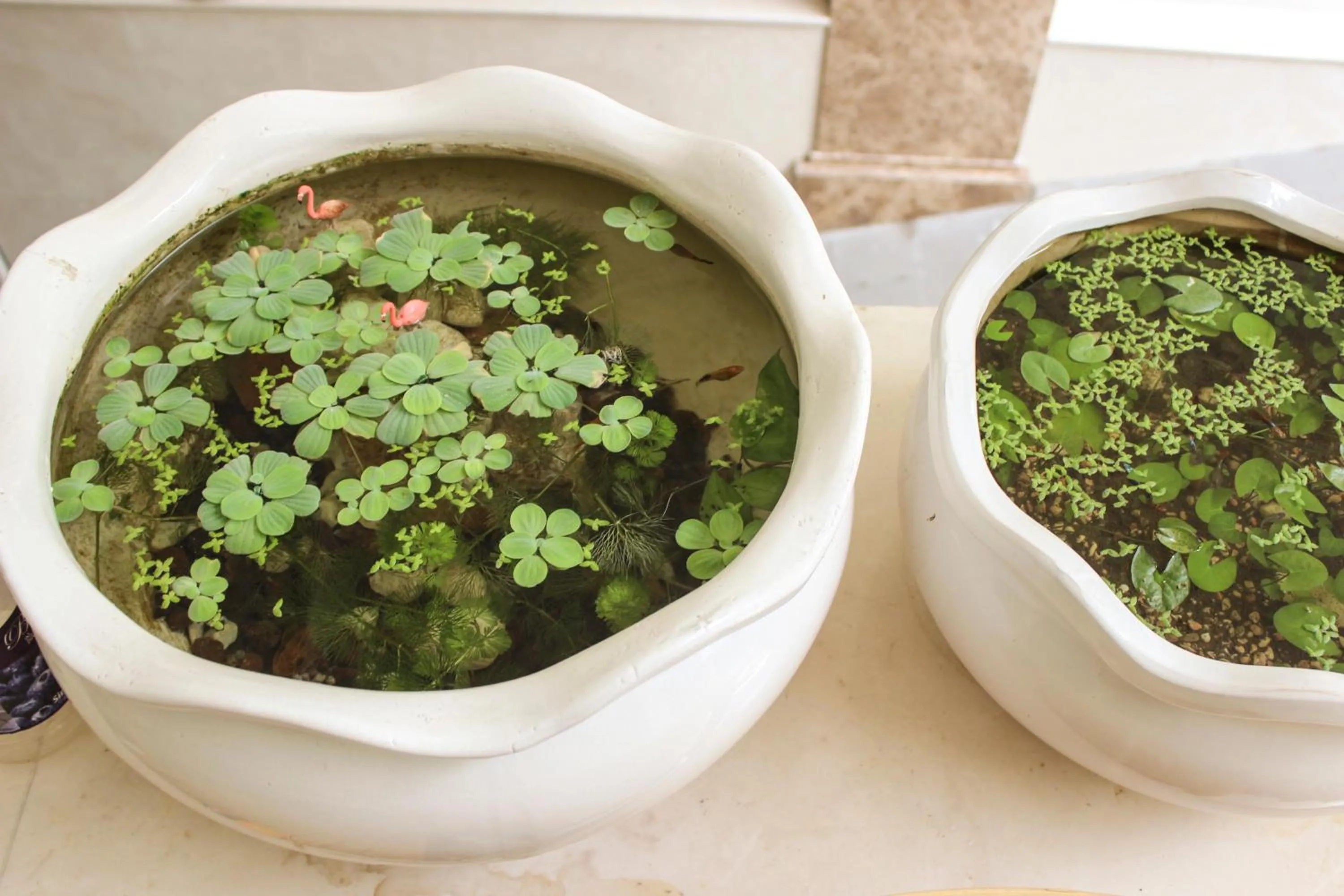 Property building in Tropical House