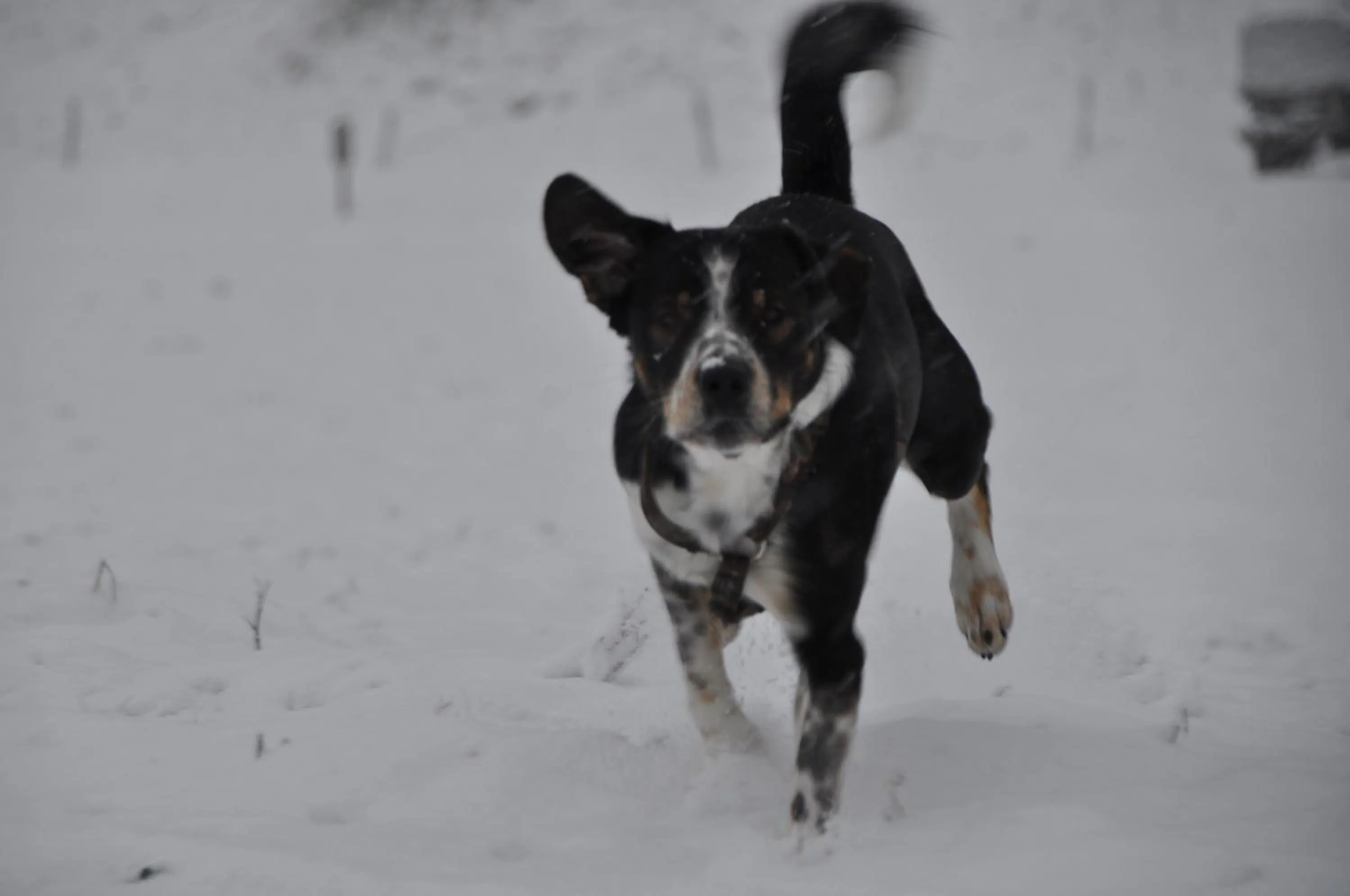 Hotel Engelberg "mein Trail Hotel"