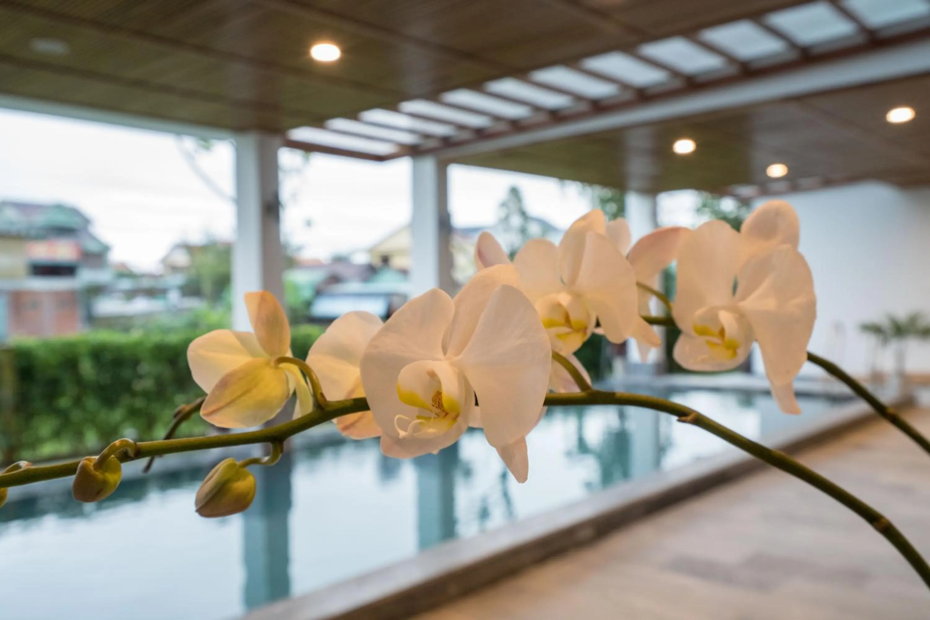 Swimming pool in ZEN Boutique Hoi An - Eco-Friendly Villa