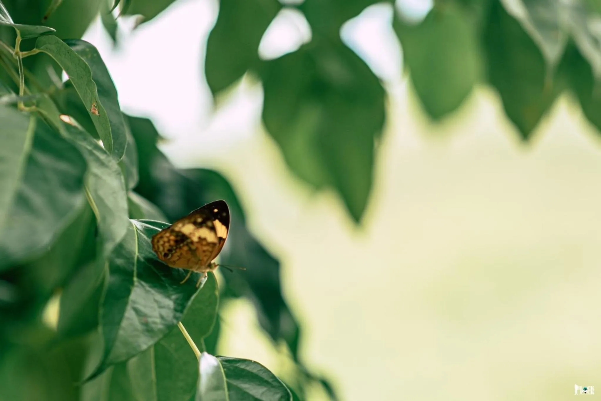 ชอว์ งาทอง รีสอร์ต Chor Ngar Thong Erawan Kanchanaburi