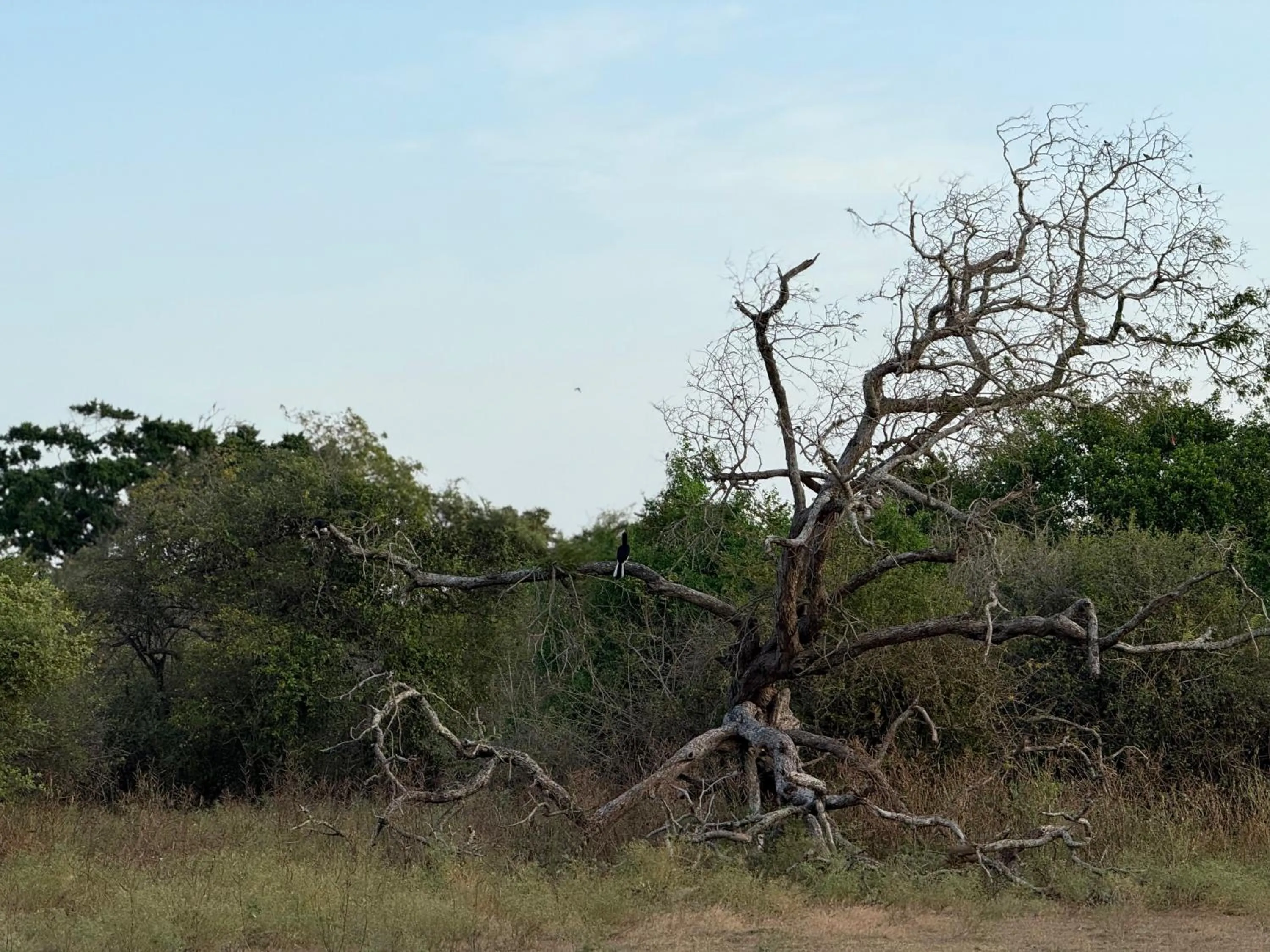 Natural landscape in Nyne Hotels Mayur Lodge - Yala - All Inclusive