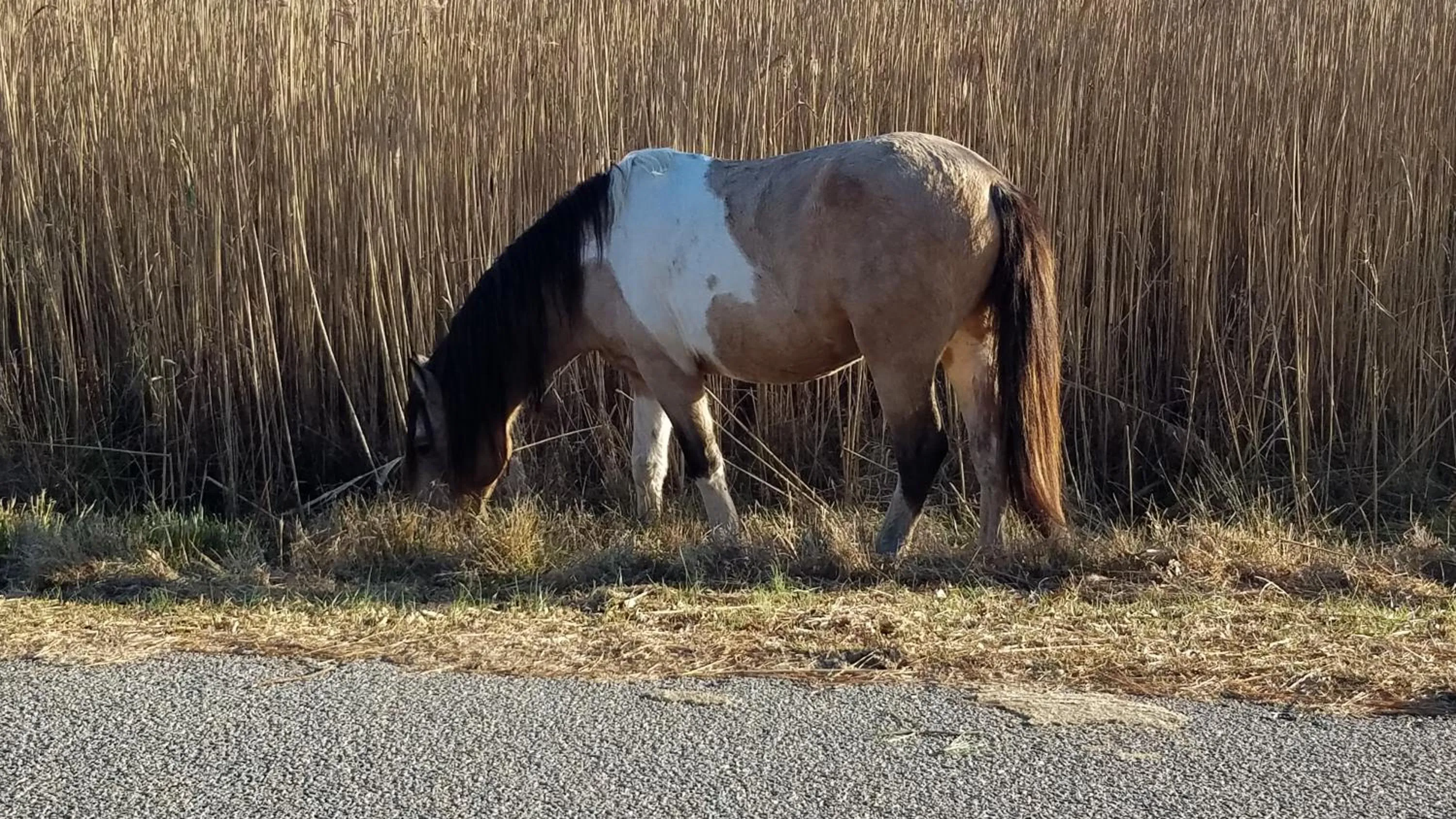 Animals in Garden and Sea Inn