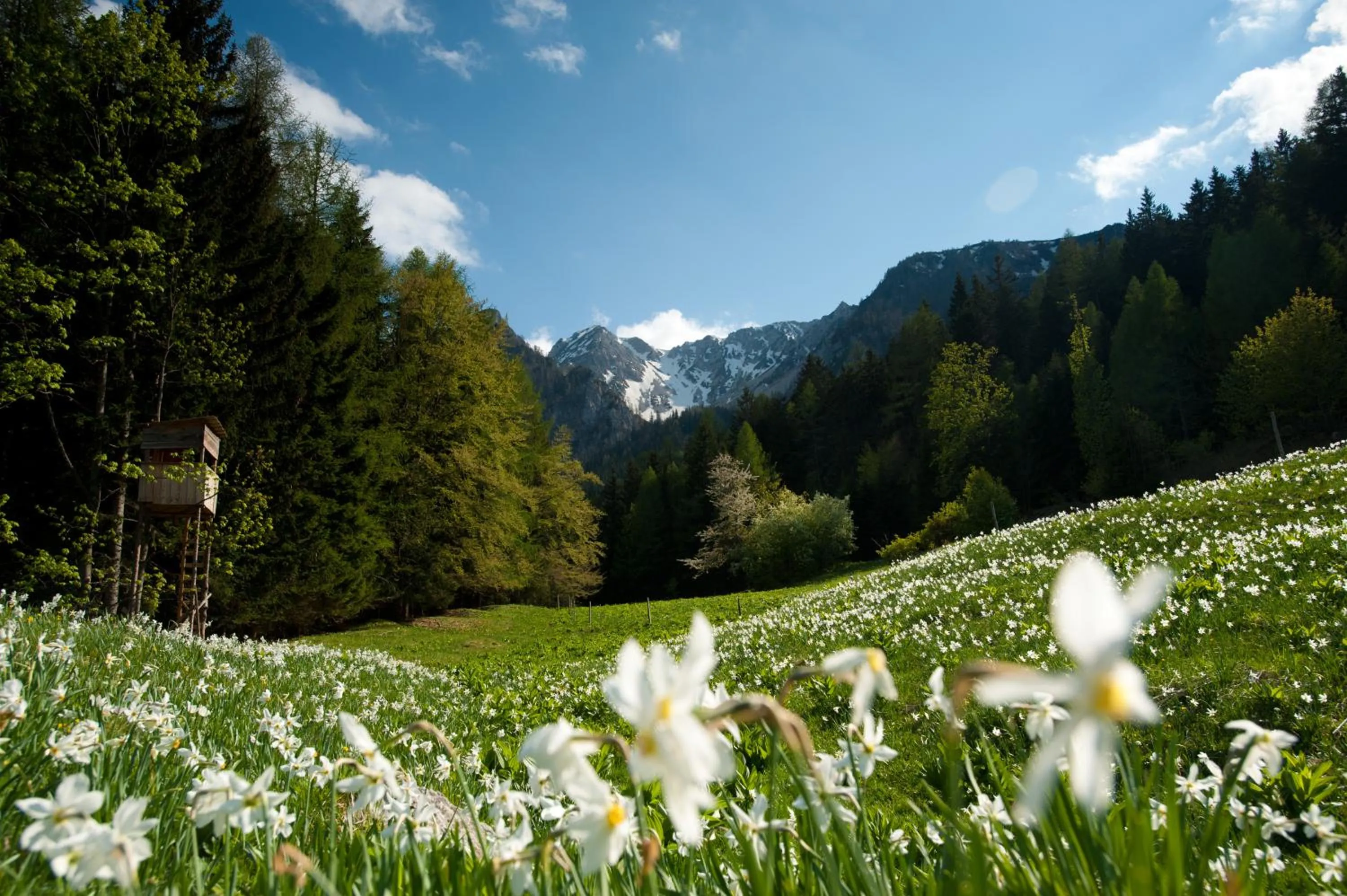 Natural landscape in Boutiquehotel Caravella Velden by S4Y