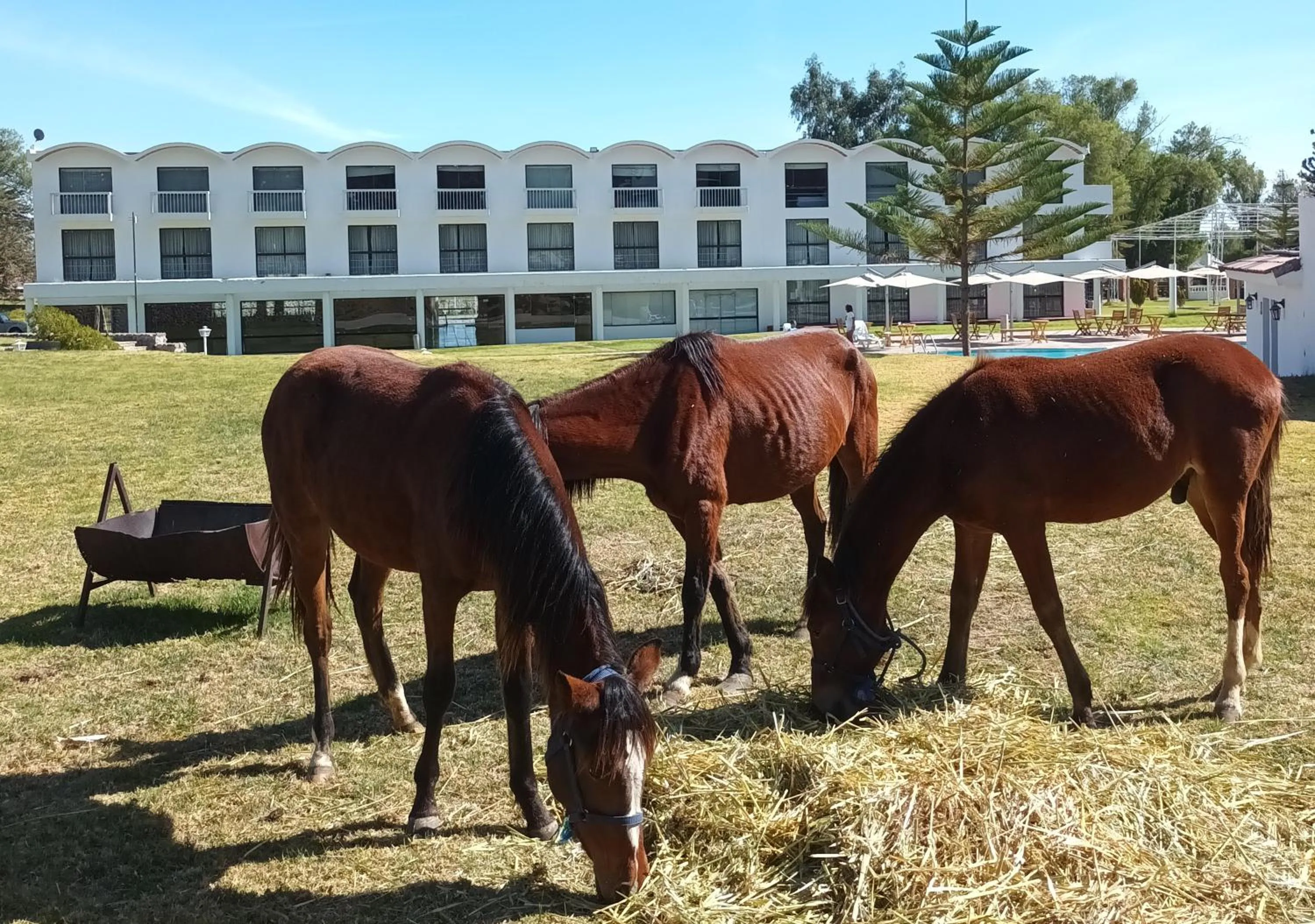 Animals in El LAGO HOTEL by Luoxo