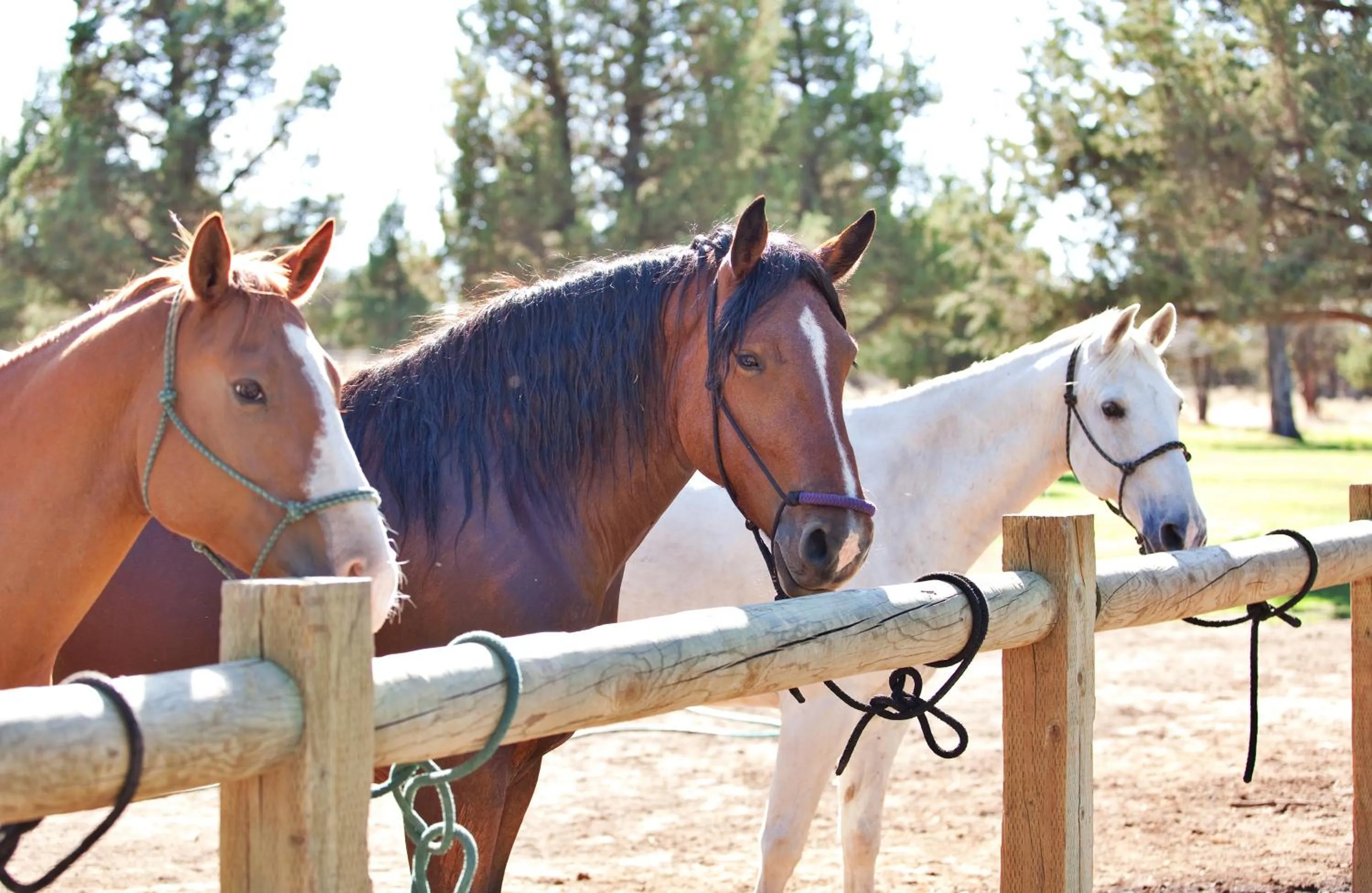 Horse-riding in The Lodge at Eagle Crest