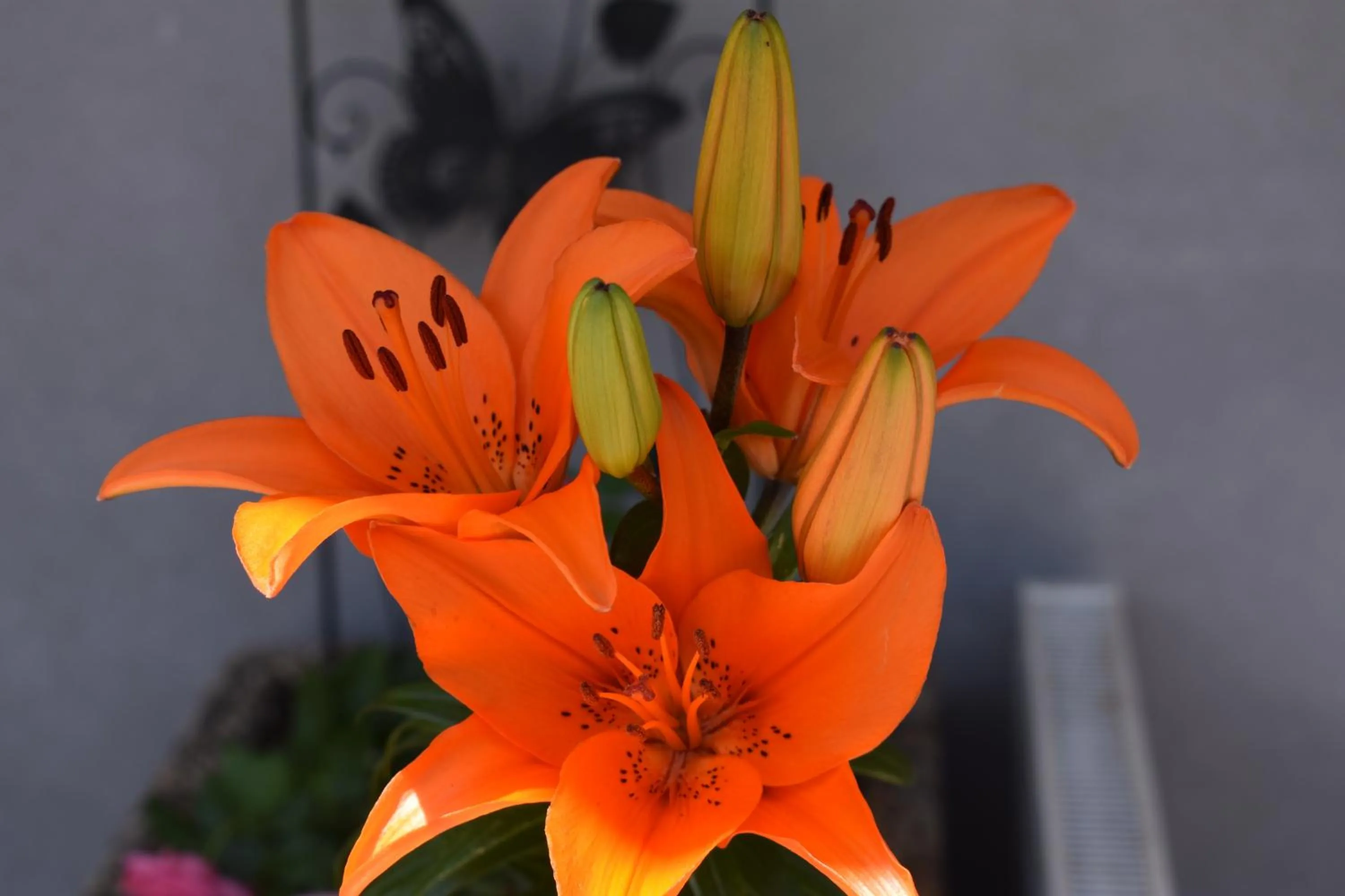 Decorative detail in Hotel Kleißl