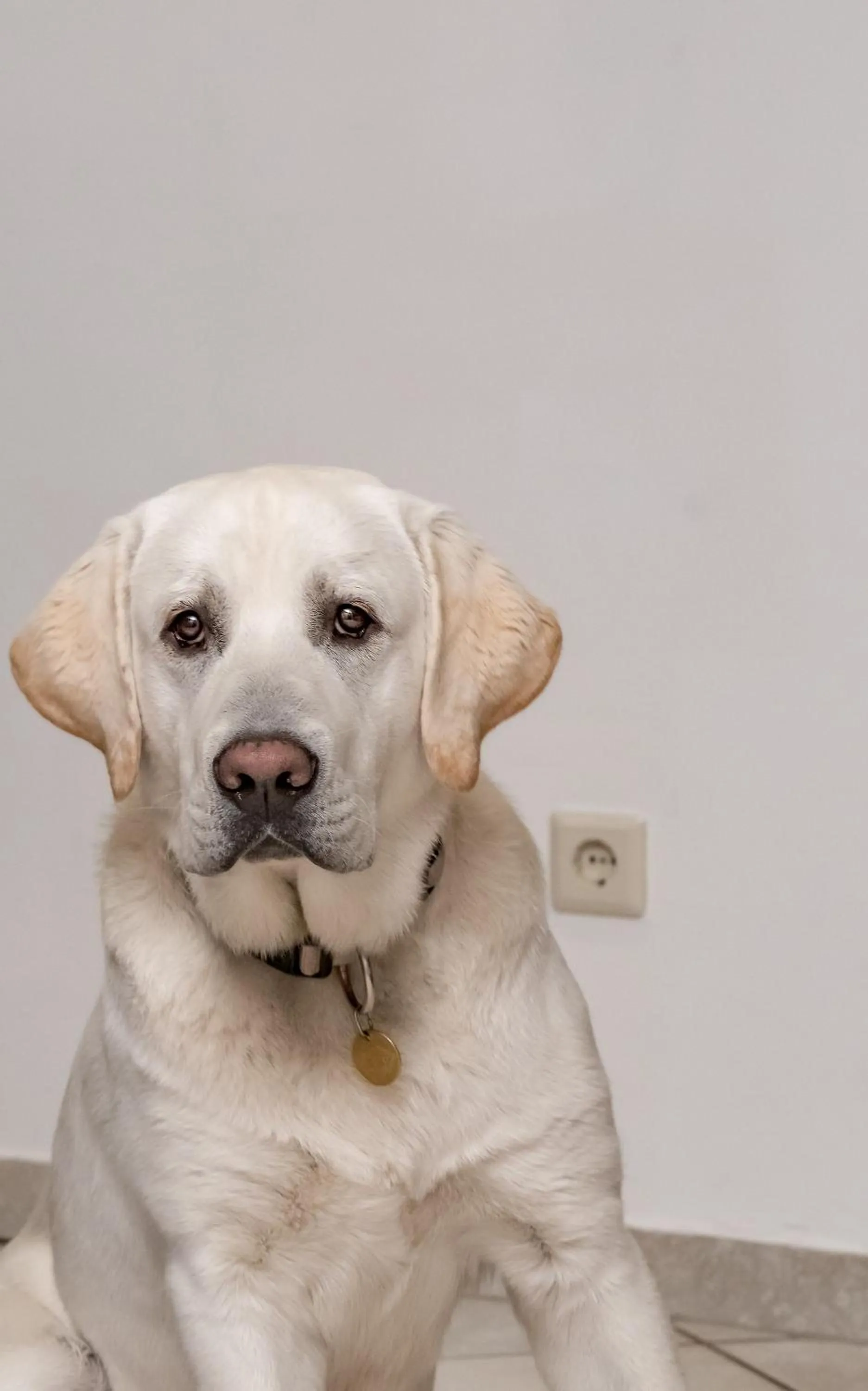 Pets in Arlen Lodge Hotel-Garni