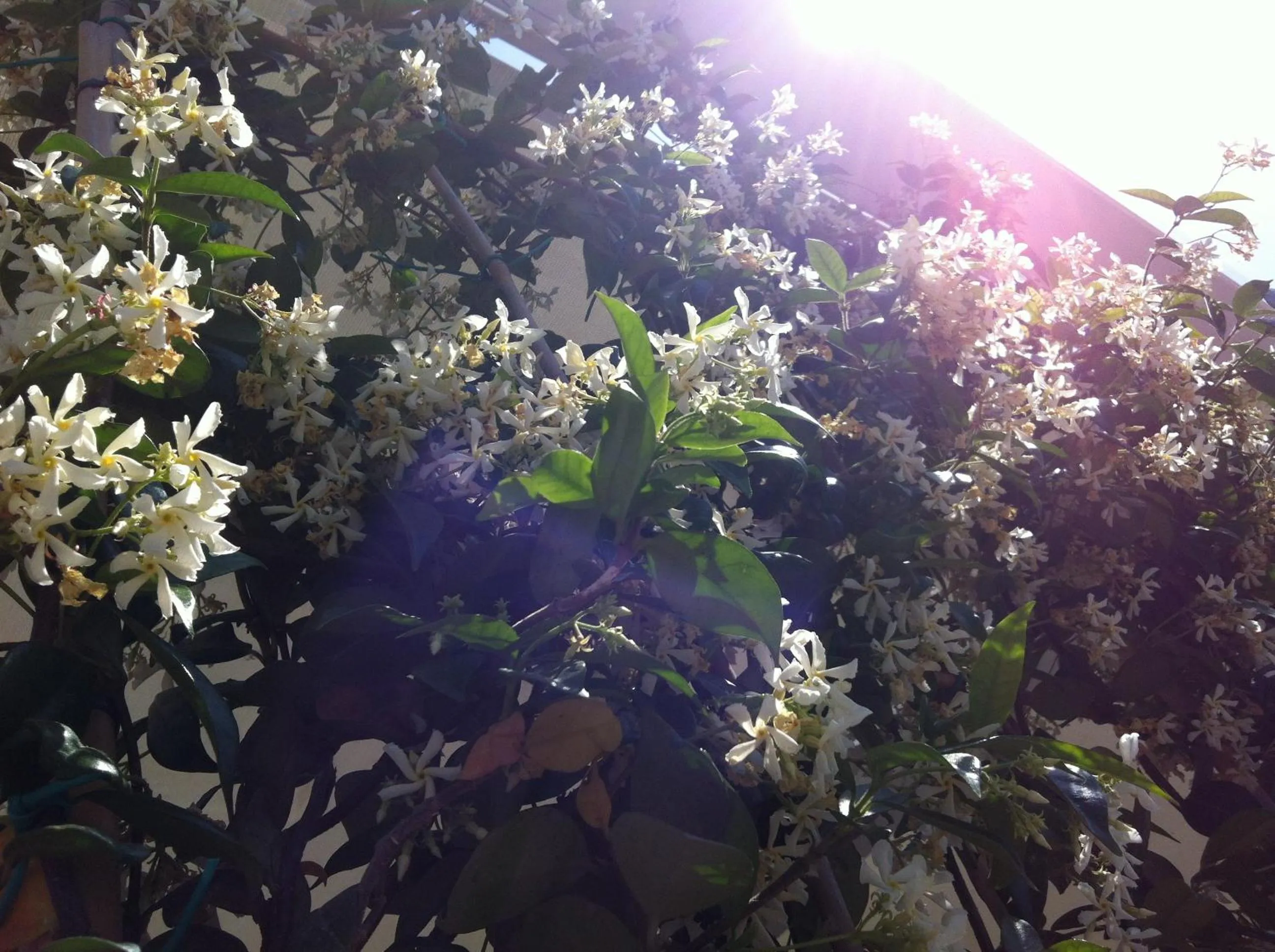 Facade/entrance in Maree Hotel