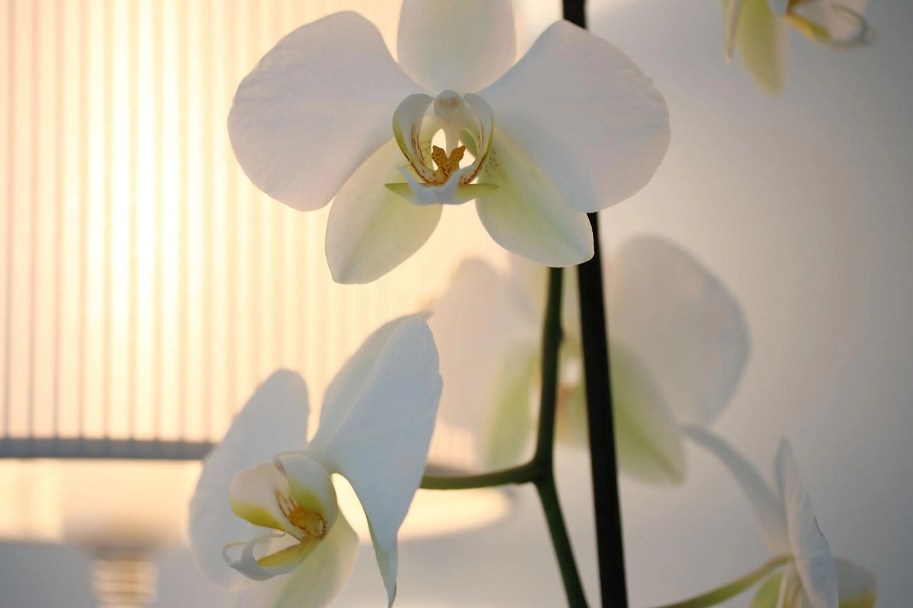 Decorative detail in Maree Hotel