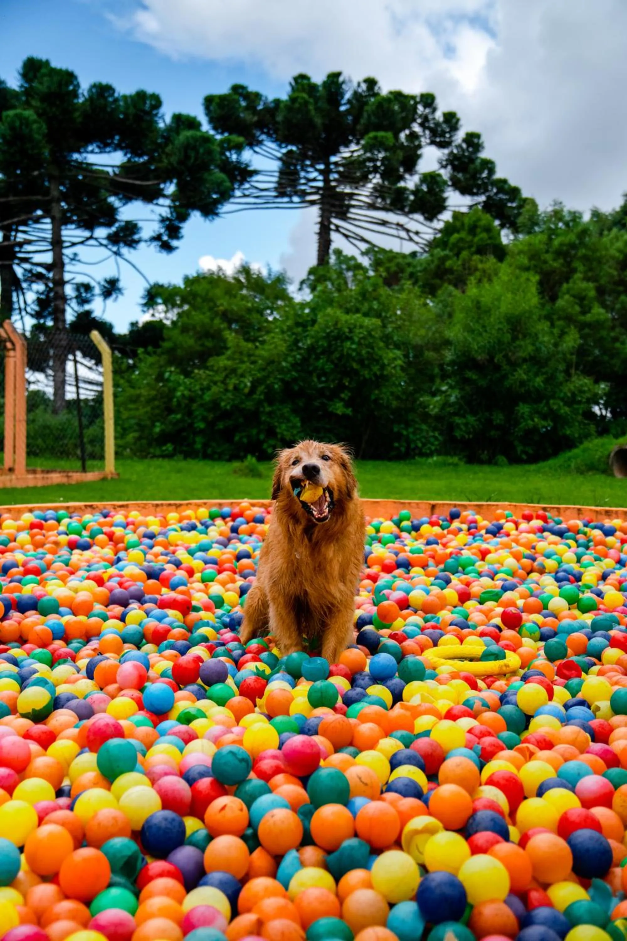 Pets in Surya-Pan Refúgio Hotel - Super Pet Friendly