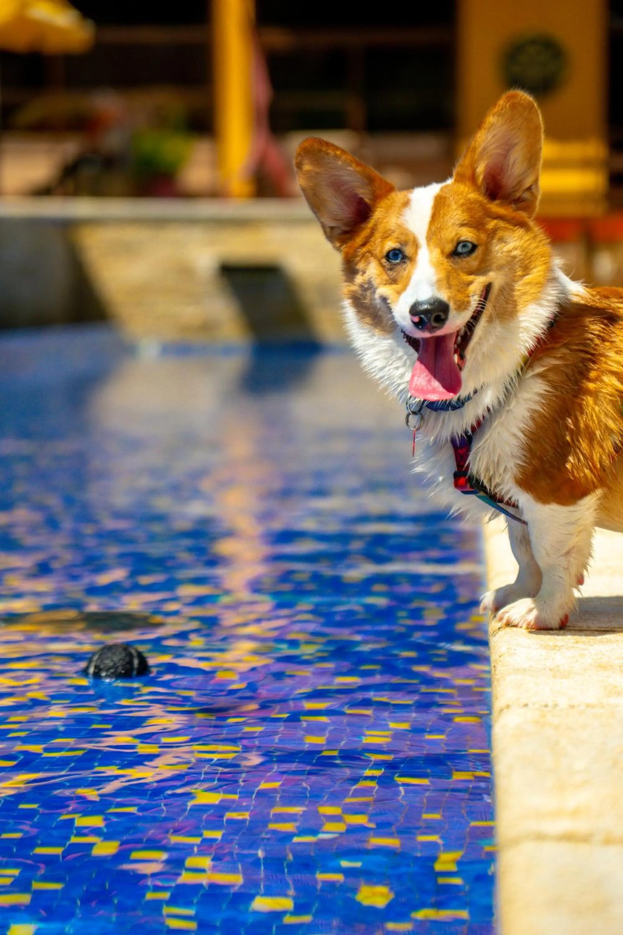 Pets in Surya-Pan Refúgio Hotel - Super Pet Friendly