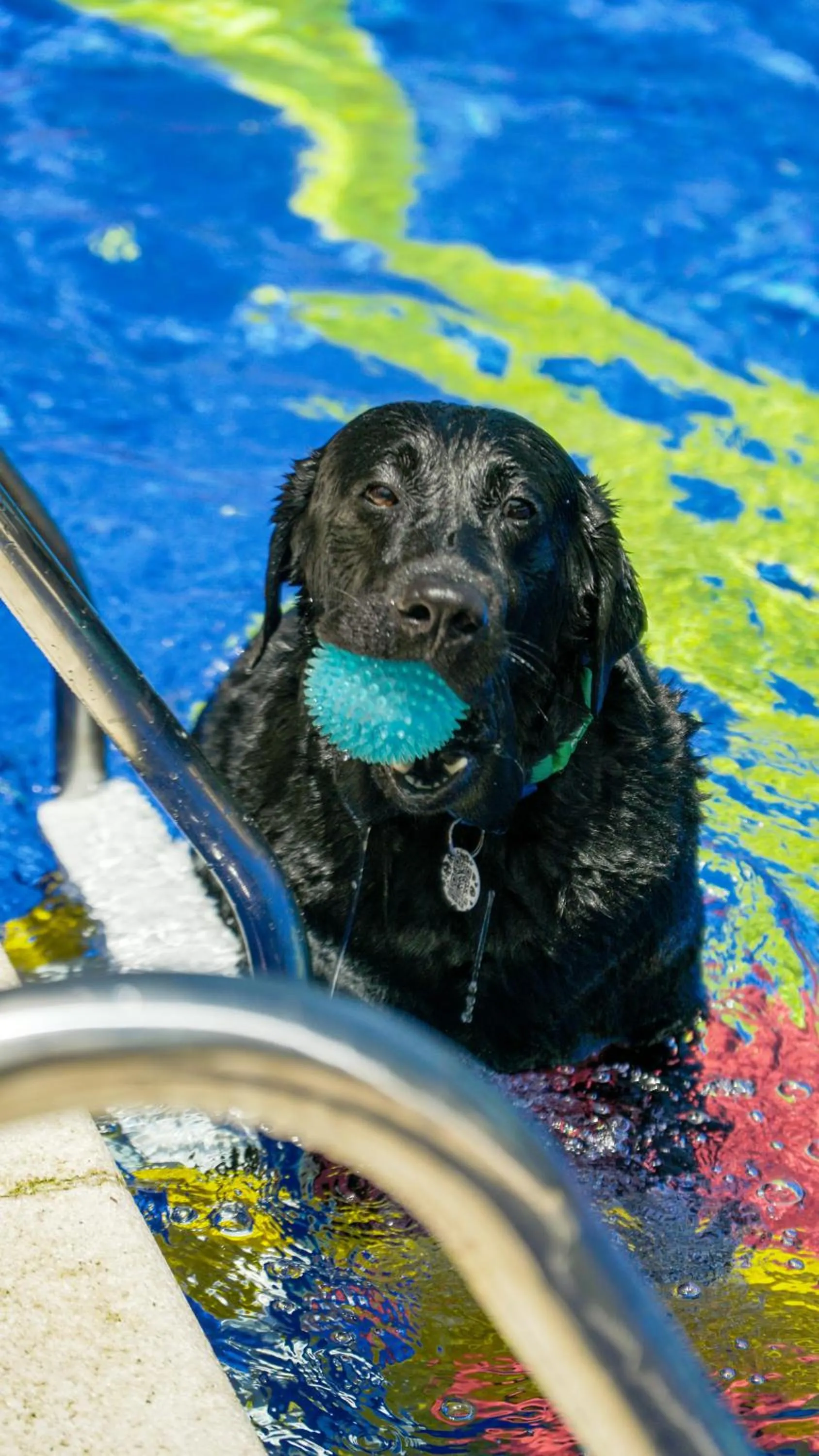 Pets in Surya-Pan Refúgio Hotel - Super Pet Friendly