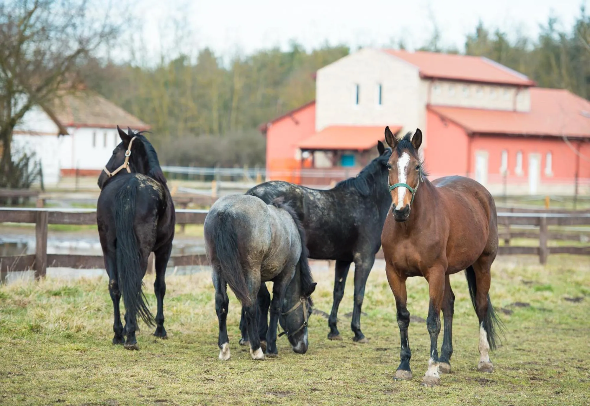 Day in Erdőspuszta Club Hotel Fenyves
