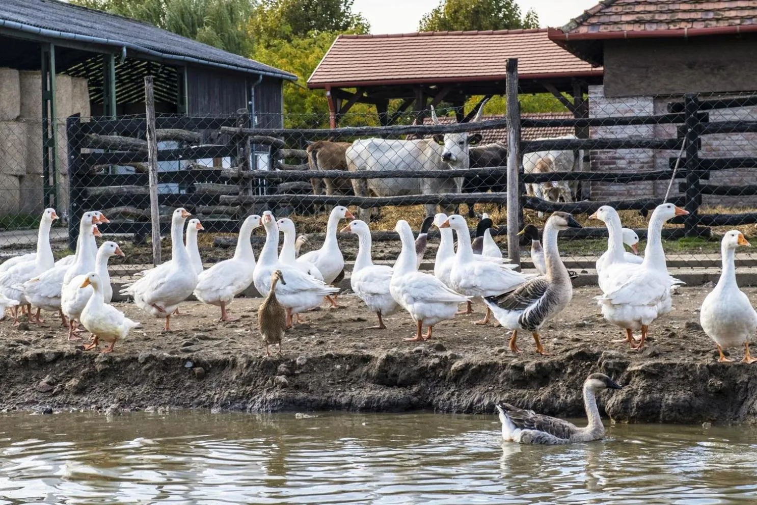 Day in Erdőspuszta Club Hotel Fenyves