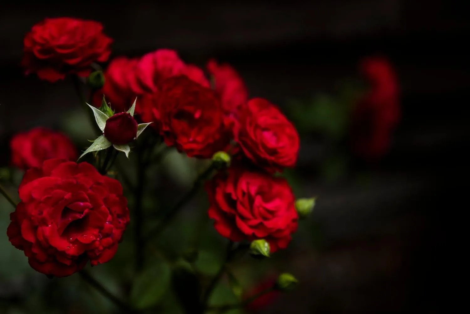 Garden view in Chateau Du Boisniard