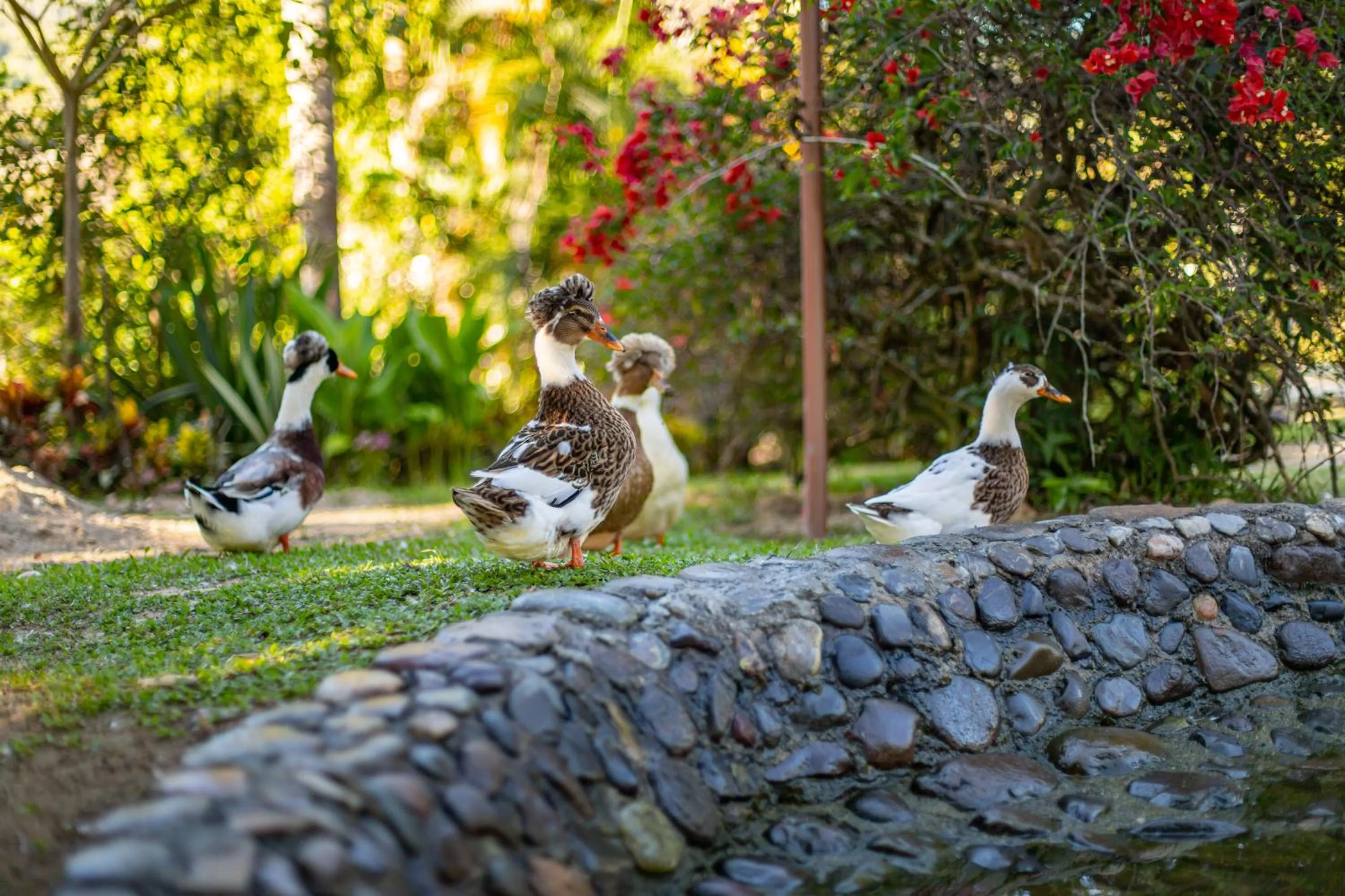 Garden in Portales del Tayrona Garden Hotel