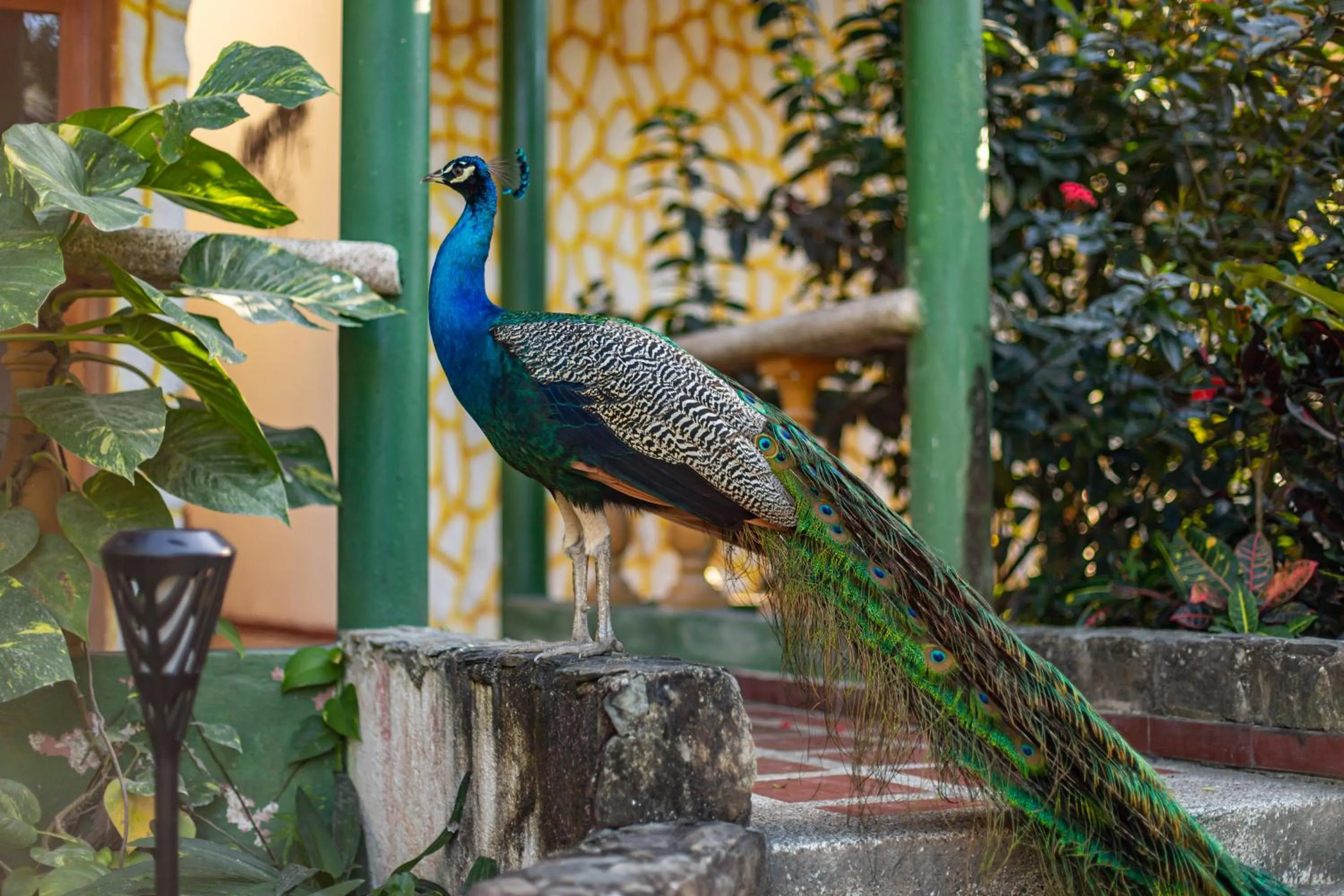 Animals in Portales del Tayrona Garden Hotel