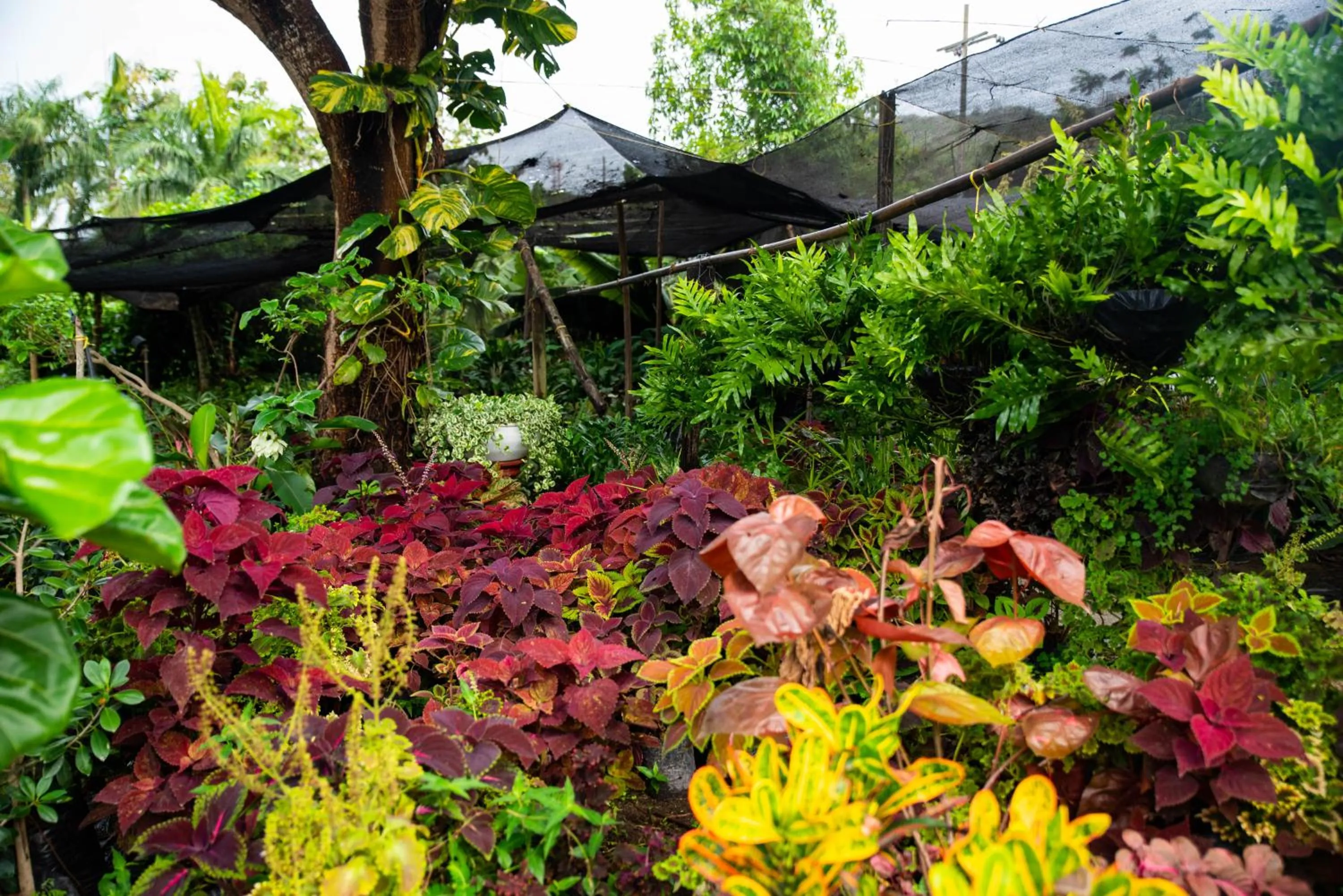 Garden in Portales del Tayrona Garden Hotel