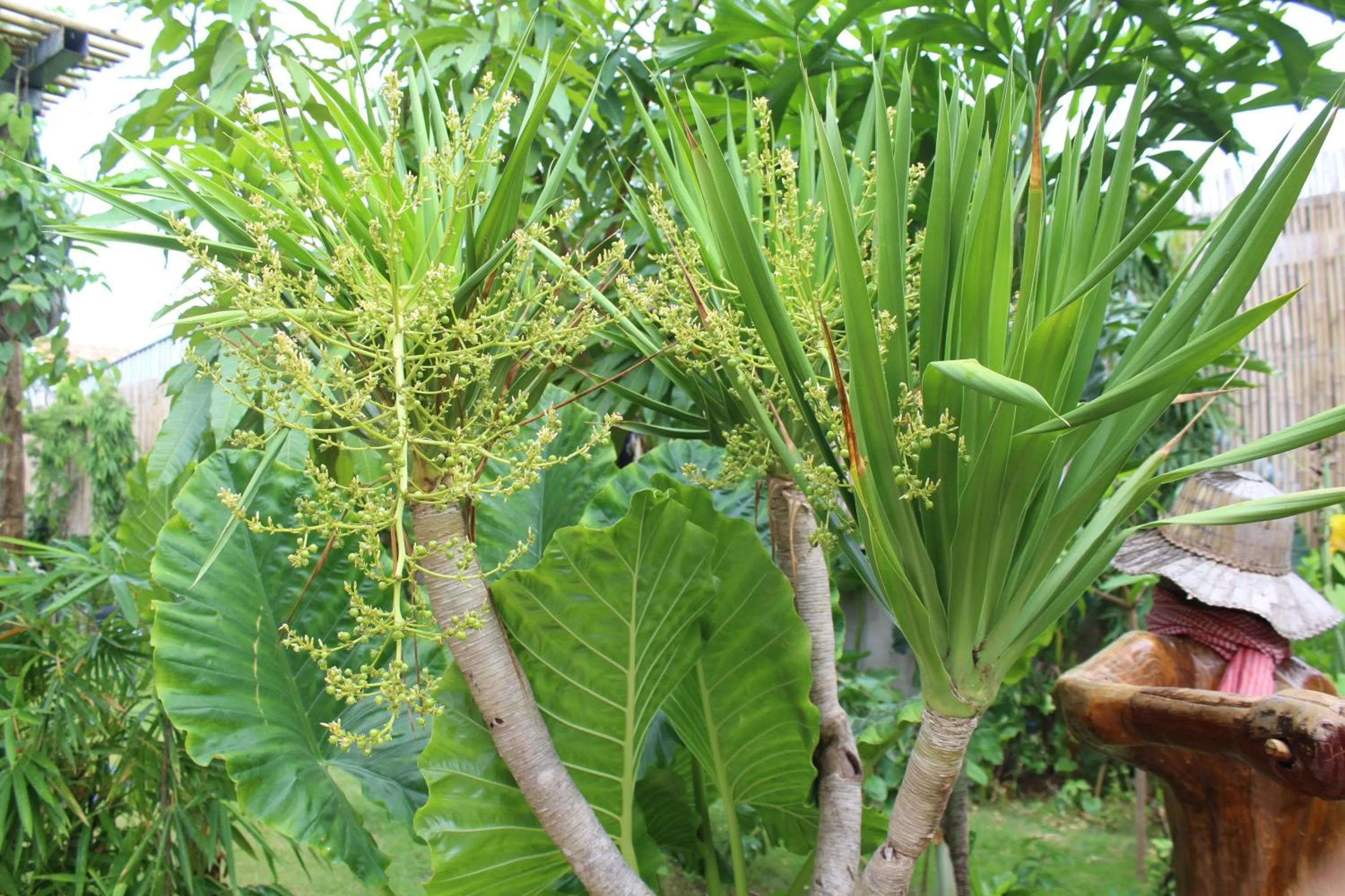 Breakfast in Moloppor Villa