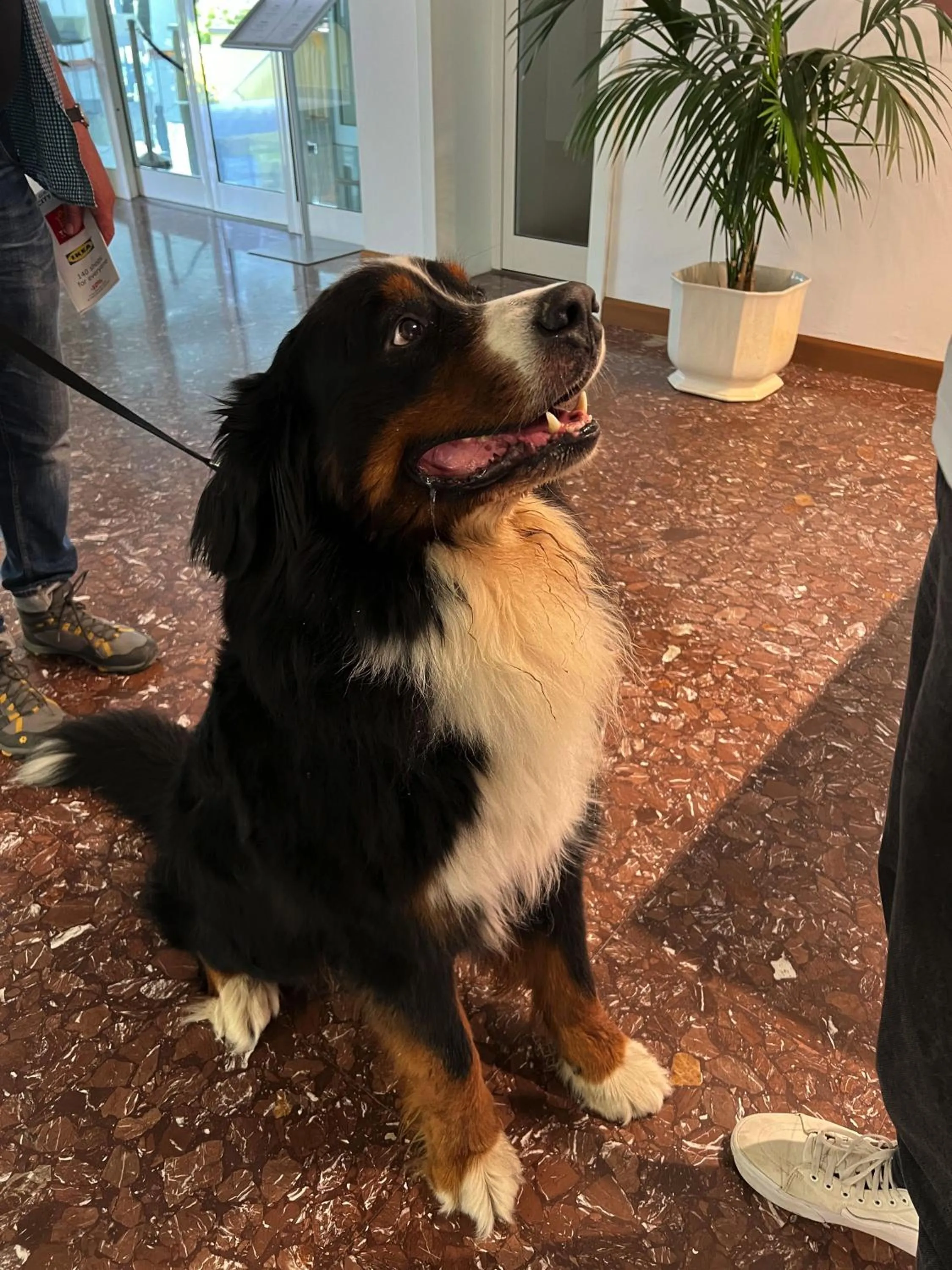 Lobby or reception in Hotel Ai Pini