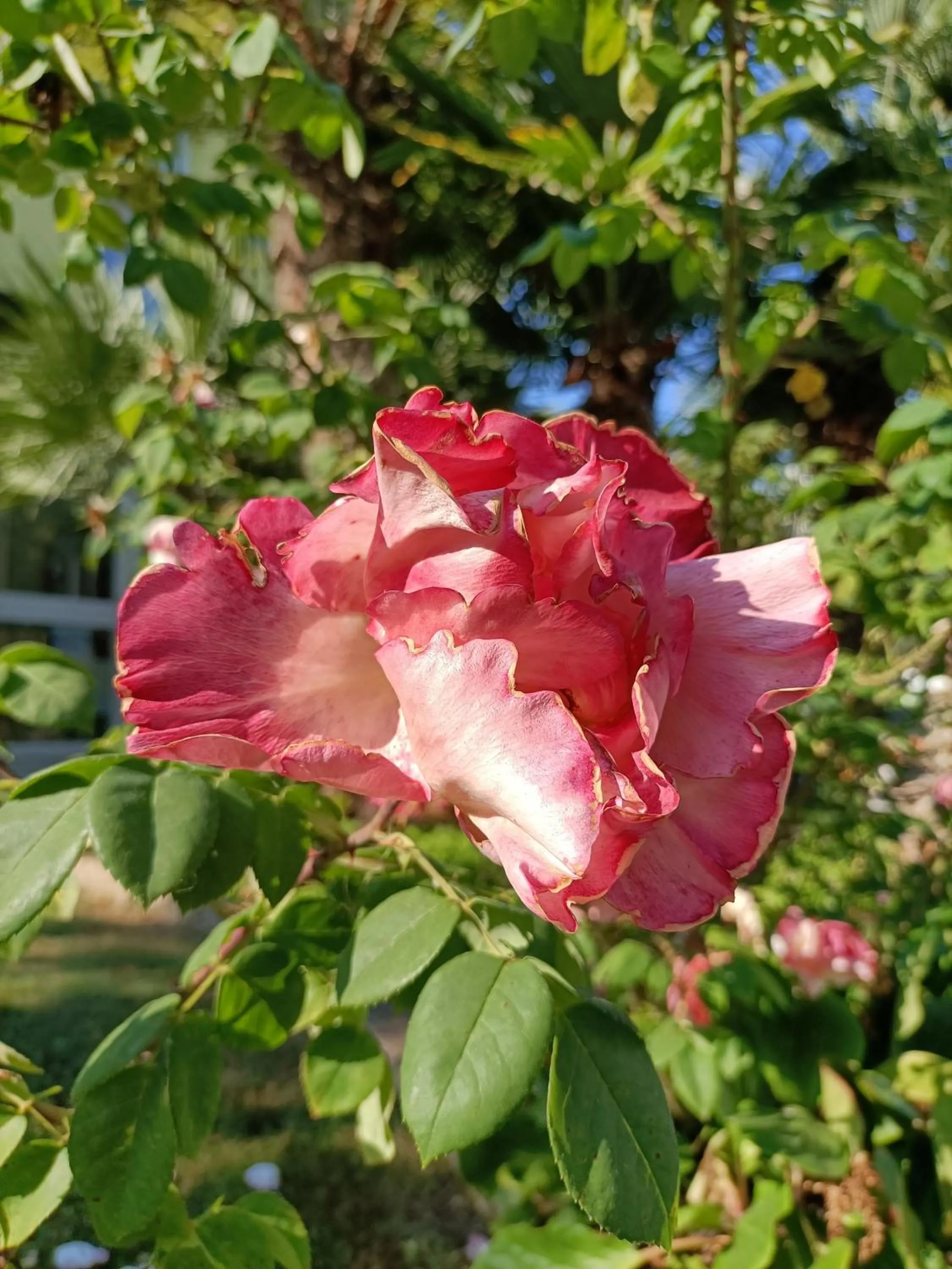 Garden in Hotel Ai Pini