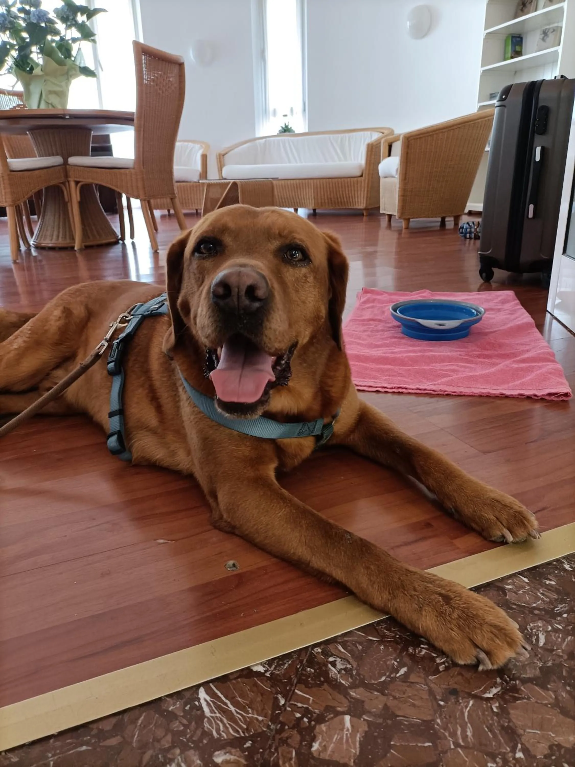 Pets in Hotel Ai Pini